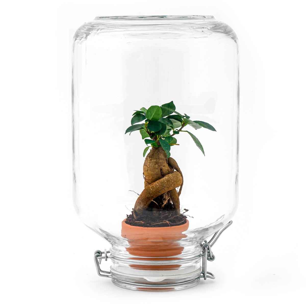 Image of Flaschengarten Easyplant – Terrarium mit Ficus Ginseng Bonsai – Selbstbewässernde Zimmerpflanze im italienischen Einmachglas-0