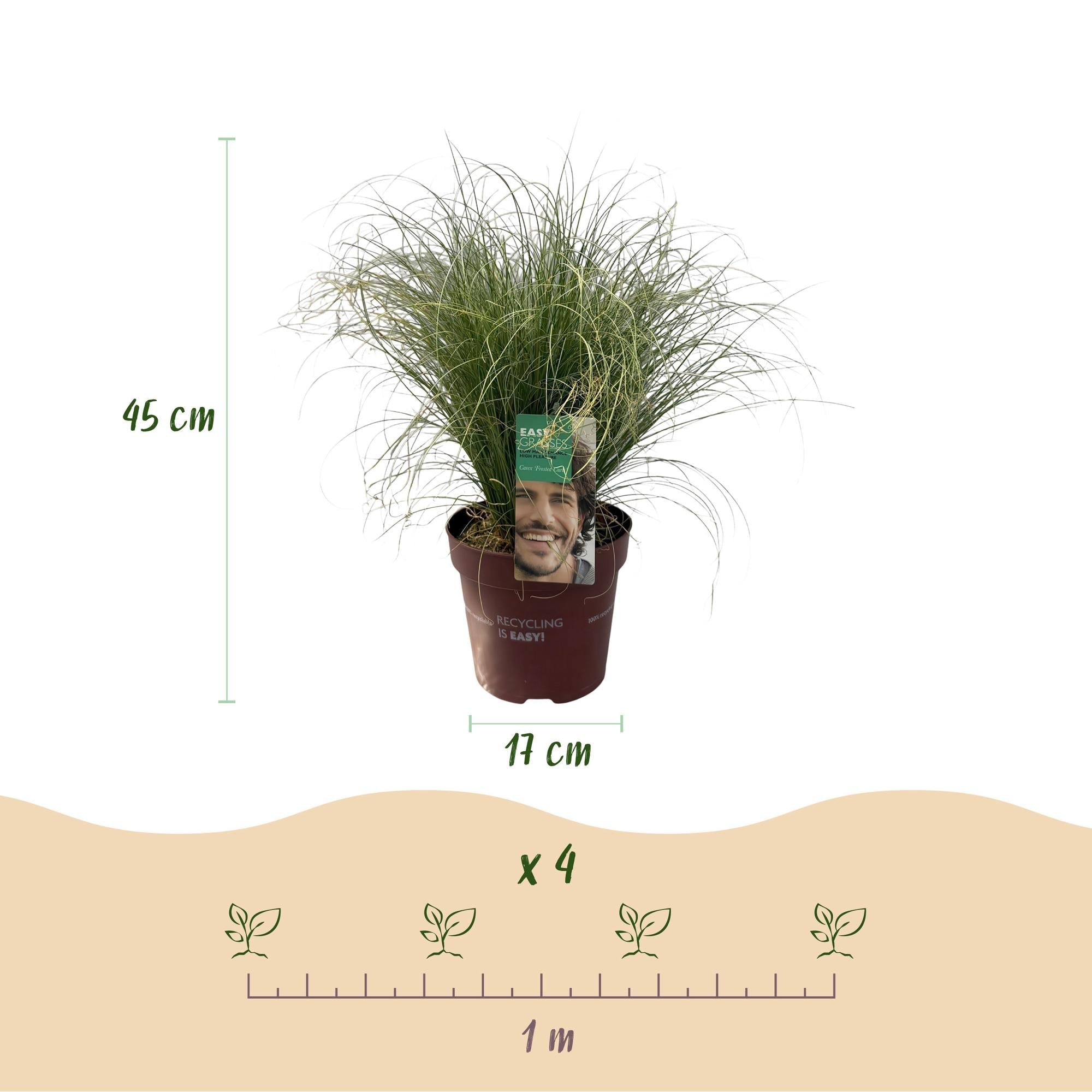 Image of Ziergras Segge Carex comans Frosted Curls – Grün mit silbrigem Schimmer – Immergrün & winterhart – Höhe ca. 50cm – 17cm-4