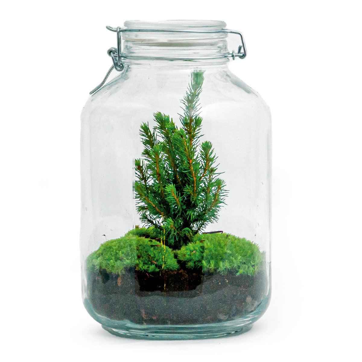 Image of Flaschengarten Christmas – DIY Bausatz Terrarium – ↕28cm – Do – It – Yourself Weihnachts – Terrarium – Mit Mini – Weihnachtsbaum & Moos-0