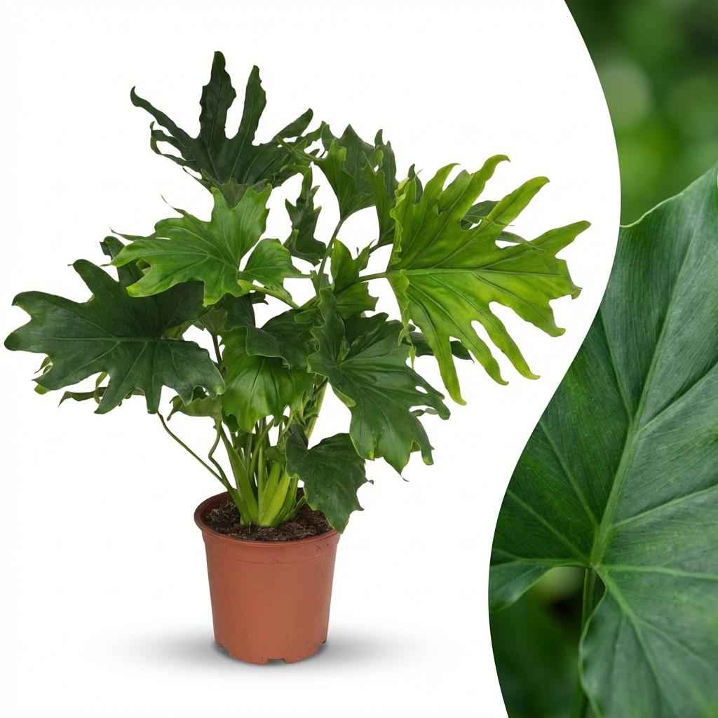 Image of Philodendron Lickety Split grün 70cm 19cm Zimmerpflanze pflegeleicht große dekorative Blätter für Wohnzimmer Büro Schlafzimmer tropische Grünpflanze-1