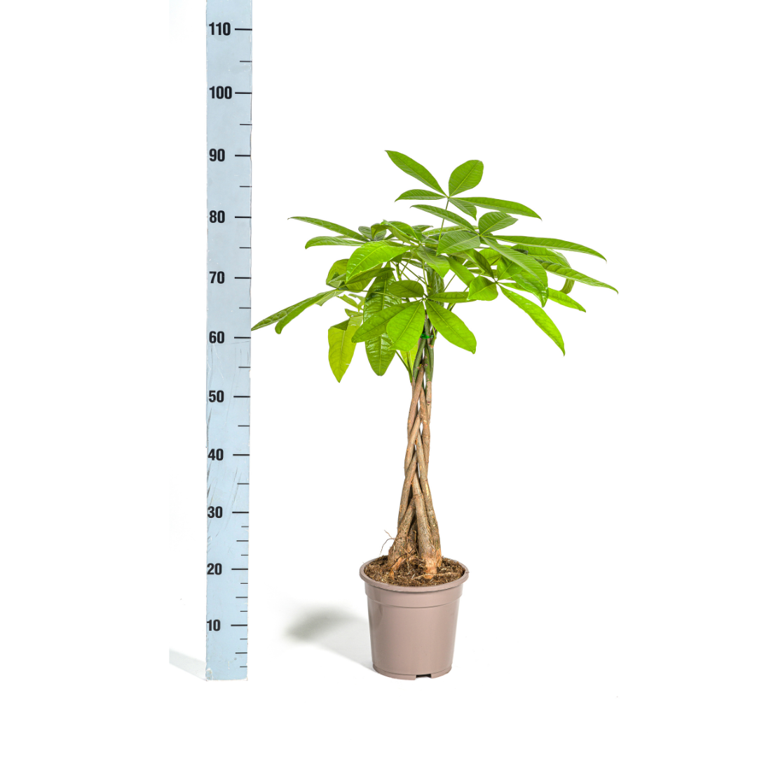 Image of Glückskastanie Pachira Aquatica – Zimmerpflanze – Ø19cm – 70-90cm hoch – Geflochtener Stamm – Exotisch & pflegeleicht-4