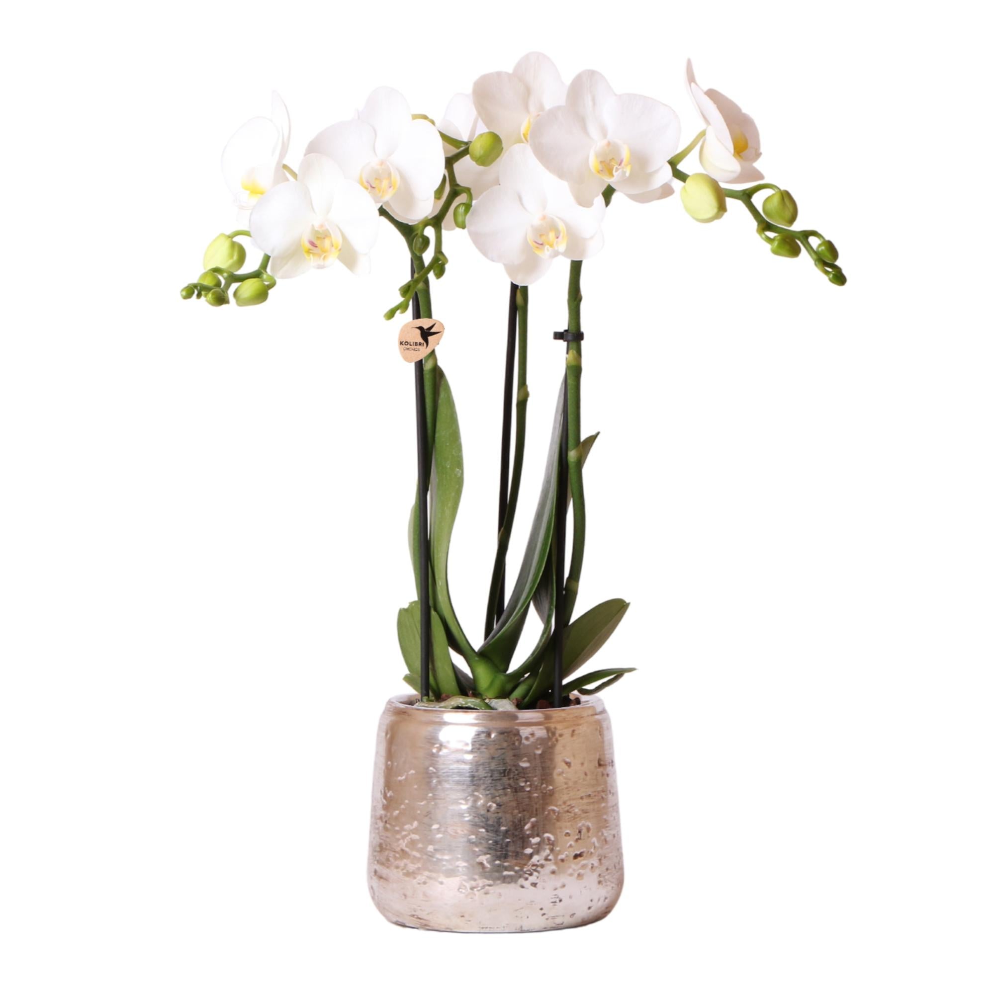 Image of Weiße Phalaenopsis Orchidee Amabilis – 2-3 Zweige – Luxus – Ziertopf Silber Ø9cm – Höhe 40cm – Blühende Zimmerpflanze – Frisch vom Züchter-0