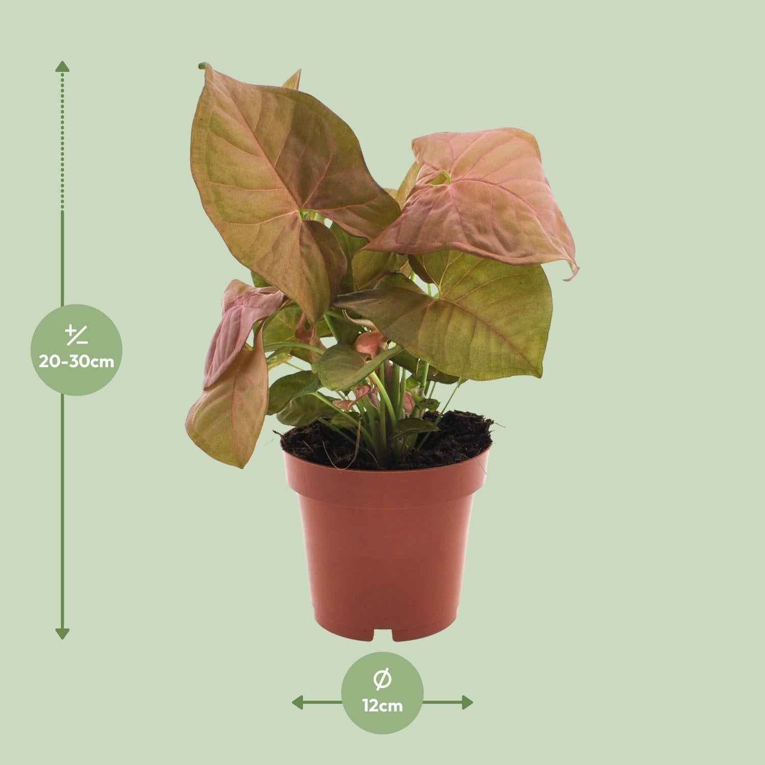 Image of Purpurtute – Syngonium Neon – Pfeilspitzengewächs – Zimmerpflanze – Ø12 cm – ↕25 cm – Halbschatten – Pflegeleicht – Dekorativ-2