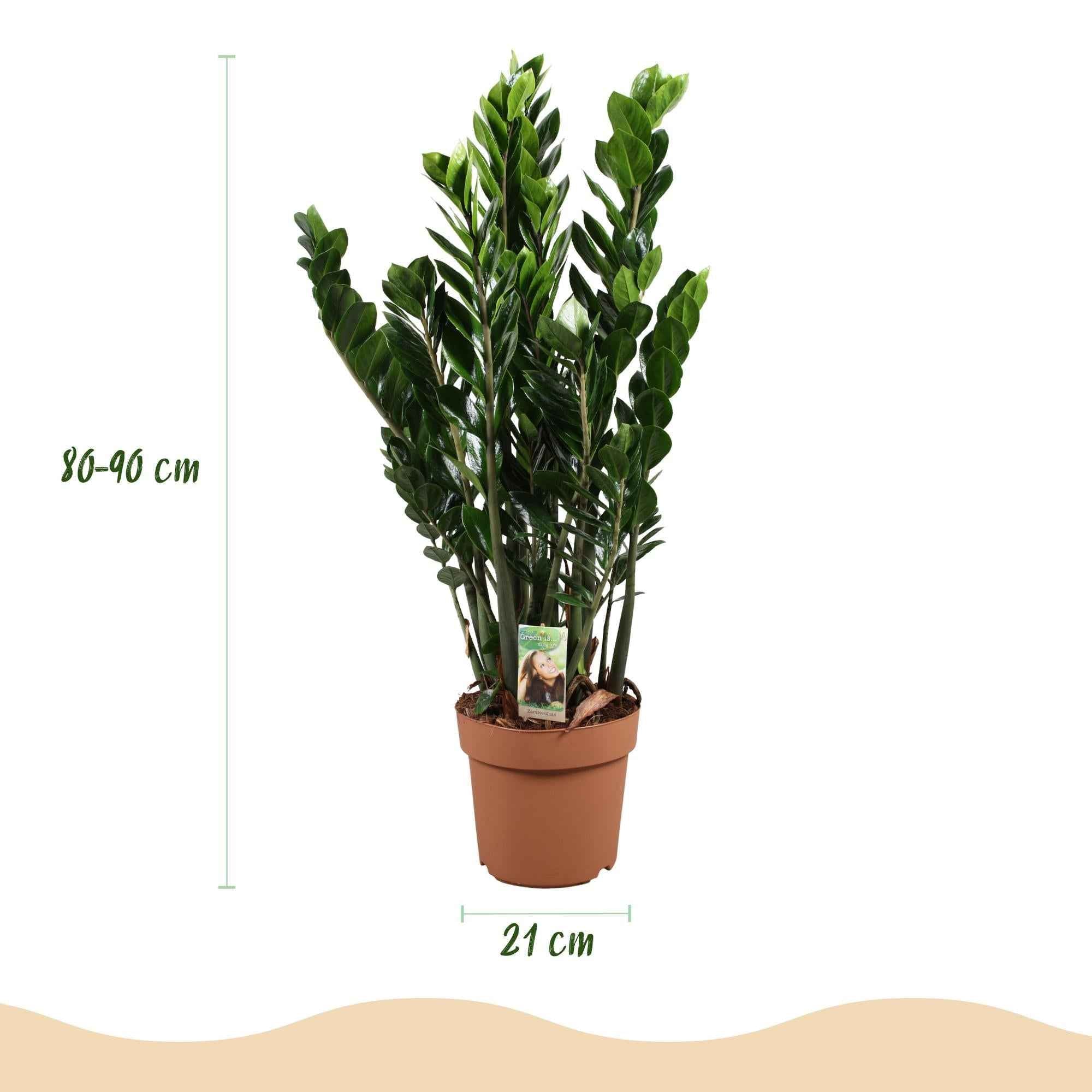 Image of Zamioculcas – ZZ – Pflanze 80-90cm – 21cm – Pflegeleichte robuste Zimmerpflanze – Tiefgrüne glänzende Blätter