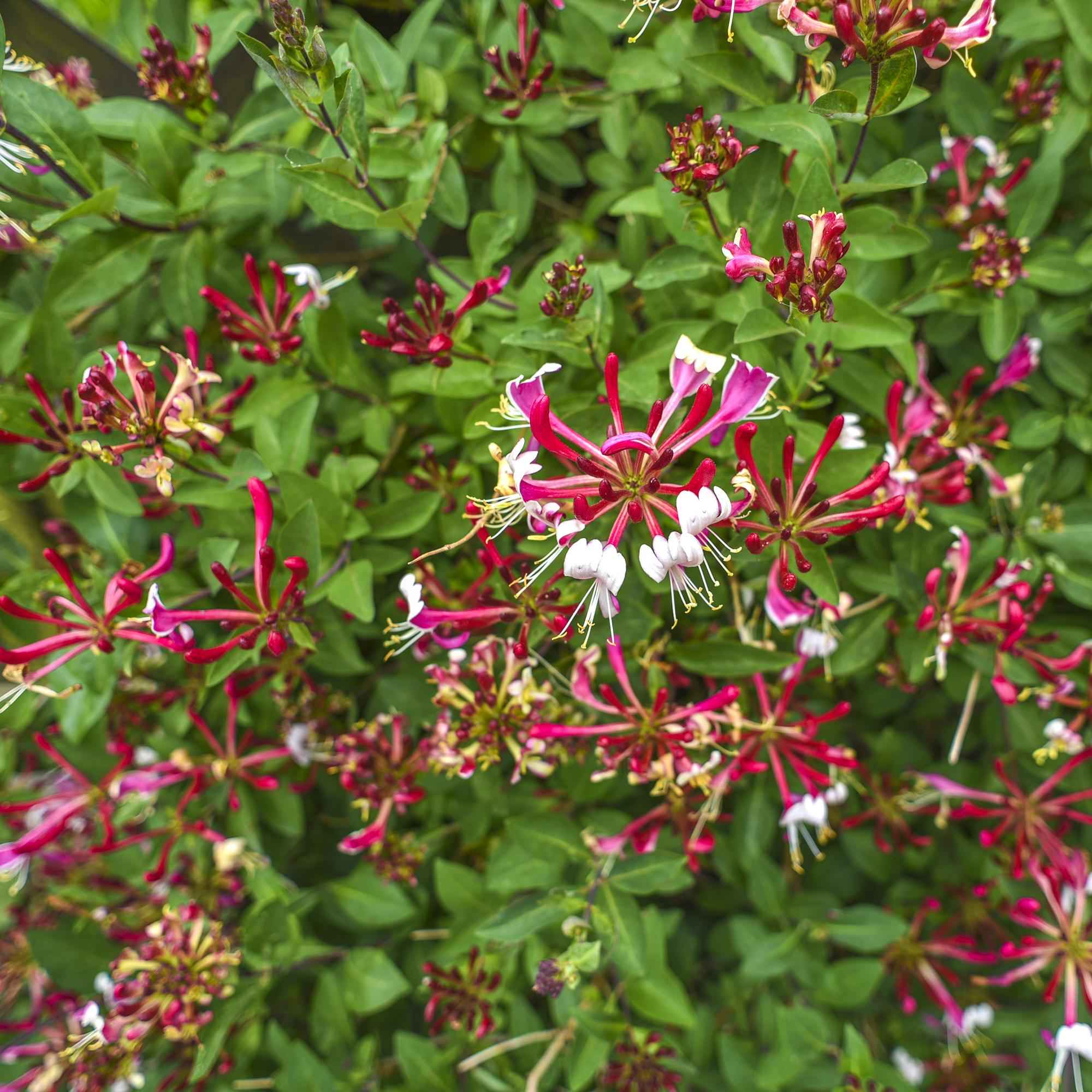 Image of Kletterpflanze Lonicera Serotina – Rosa – Weiße Blüten – Spätsommerblüte – 2 Pflanzen – 11cm x H40cm – Winterhart & Pflegeleicht-0