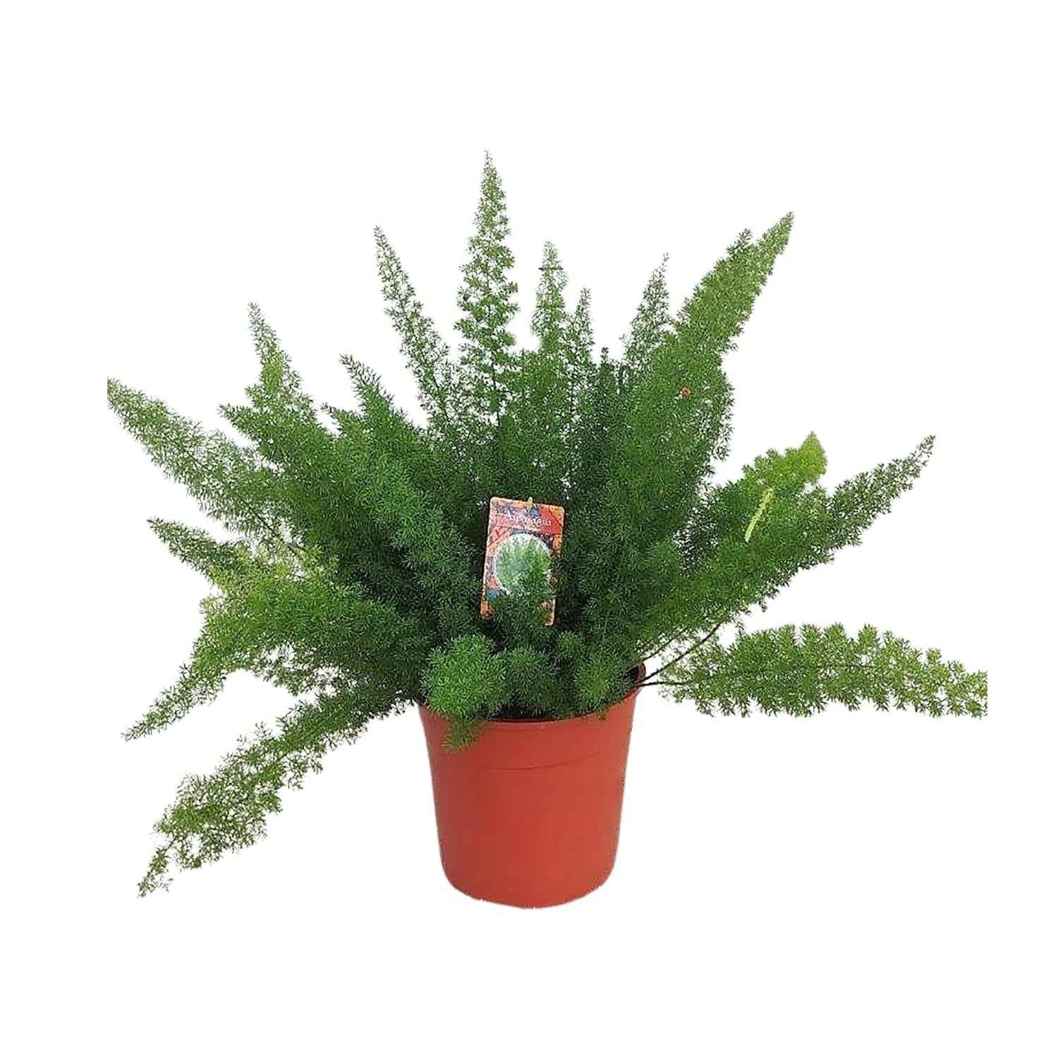 Image of Spargelfarn – Asparagus Densiflorus 'Meyeri' – Zimmerpflanze – Luftreinigend – Ø27cm – ↕60cm – Pflegeleicht & dekorativ – Ideal für Halbschatten-0
