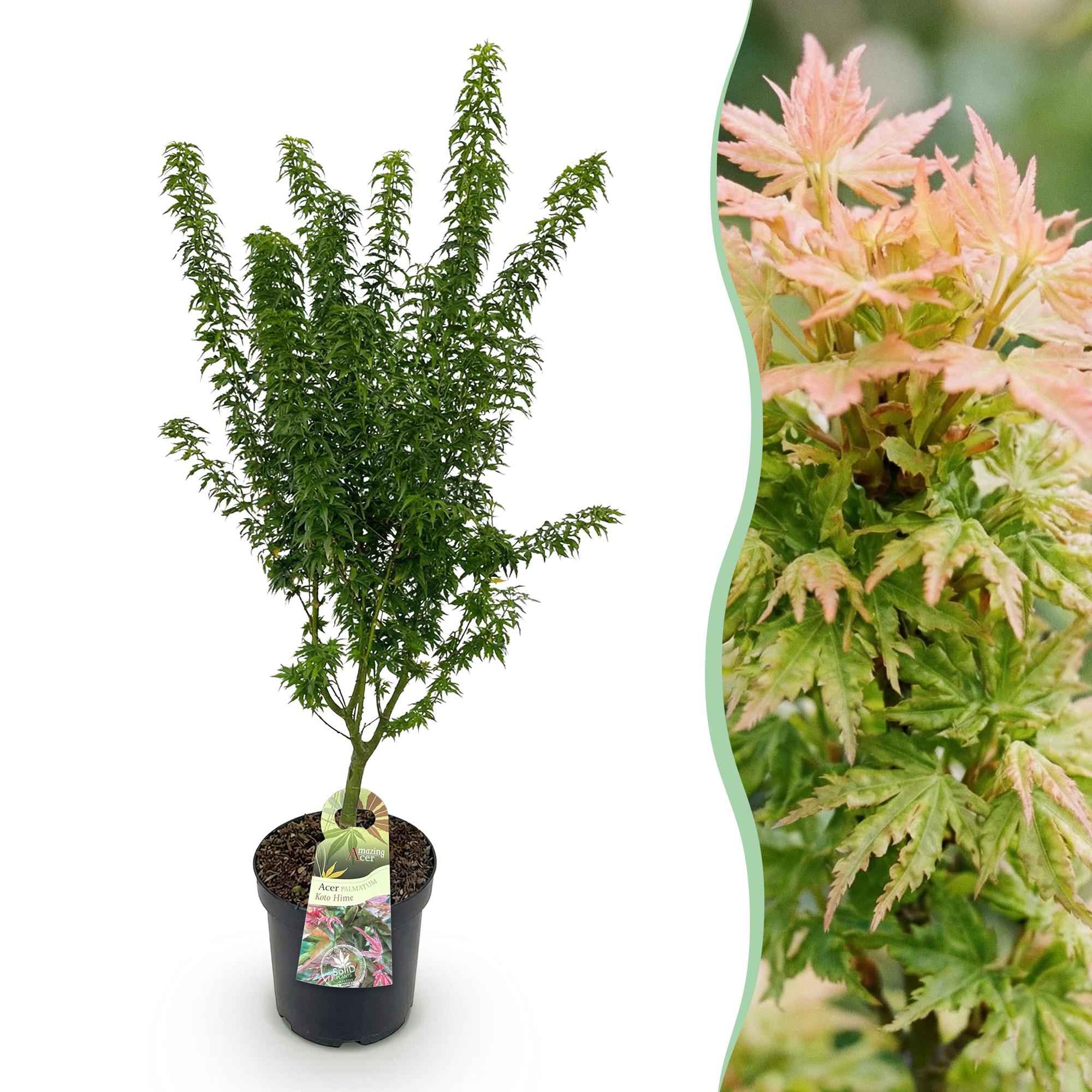 Image of Japanischer Ahorn Acer palmatum Koto Hime, laubabwerfende Gartenpflanze in Grün, kompakter Zierahorn für Garten und Kübel, Ø26cm, 90cm hoch, für-0