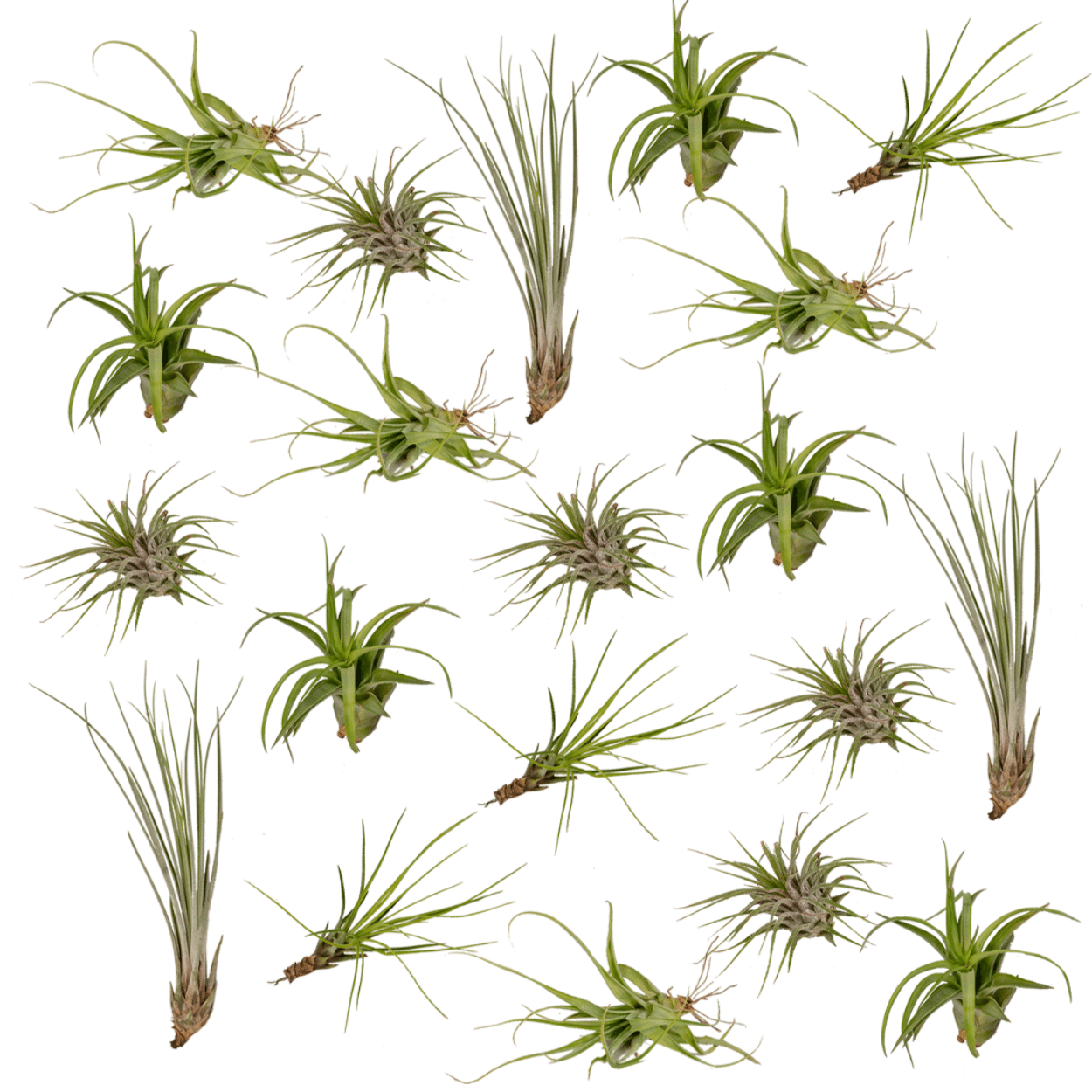 Image of Tillandsia Air Mix – 20 Stück Luftpflanzen – Ø6cm – ca. 6cm hoch – Pflegeleichte Tillandsien – Mischung – Erdlos & dekorativ – Für kreative Wohnideen