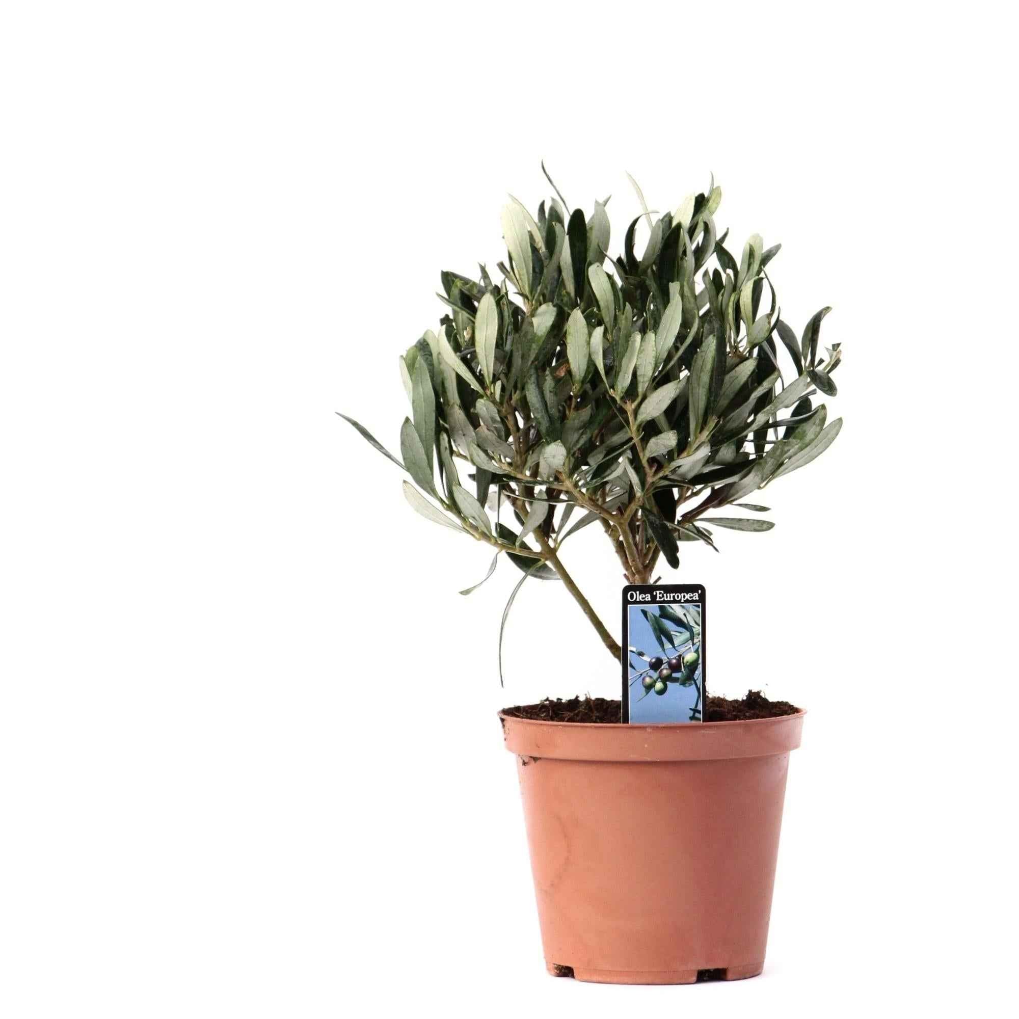 Image of Olivenbaum – Olea europaea – Zimmerpflanze Ø13cm – ca. 21cm hoch – Mediterrane Pflanze – Immergrün & pflegeleicht – Für Wohnzimmer, Balkon & Terrasse