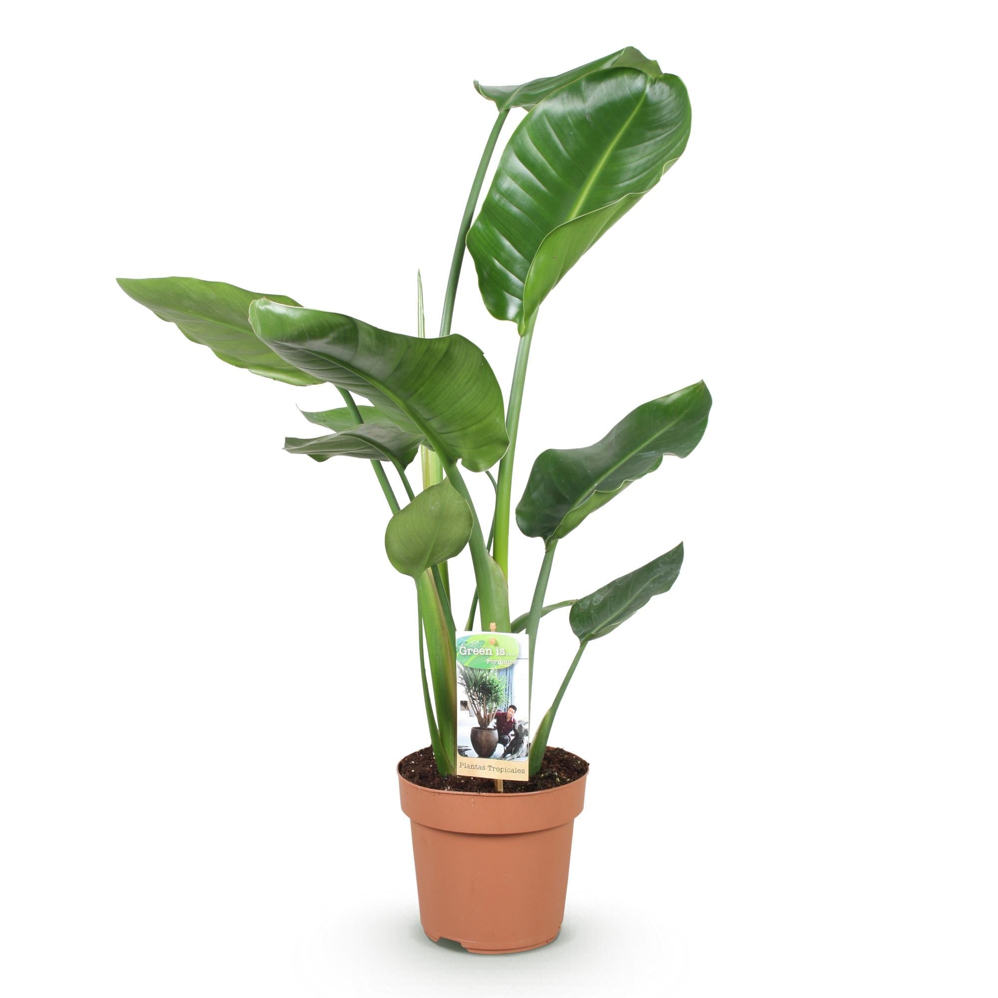 Image of Baum – Strelitzie Strelitzia Nicolai – 70-90cm – 17cm – Pflegeleichte Paradiesvogelblume – Tropische Zimmerpflanze mit großen grünen Blättern-0