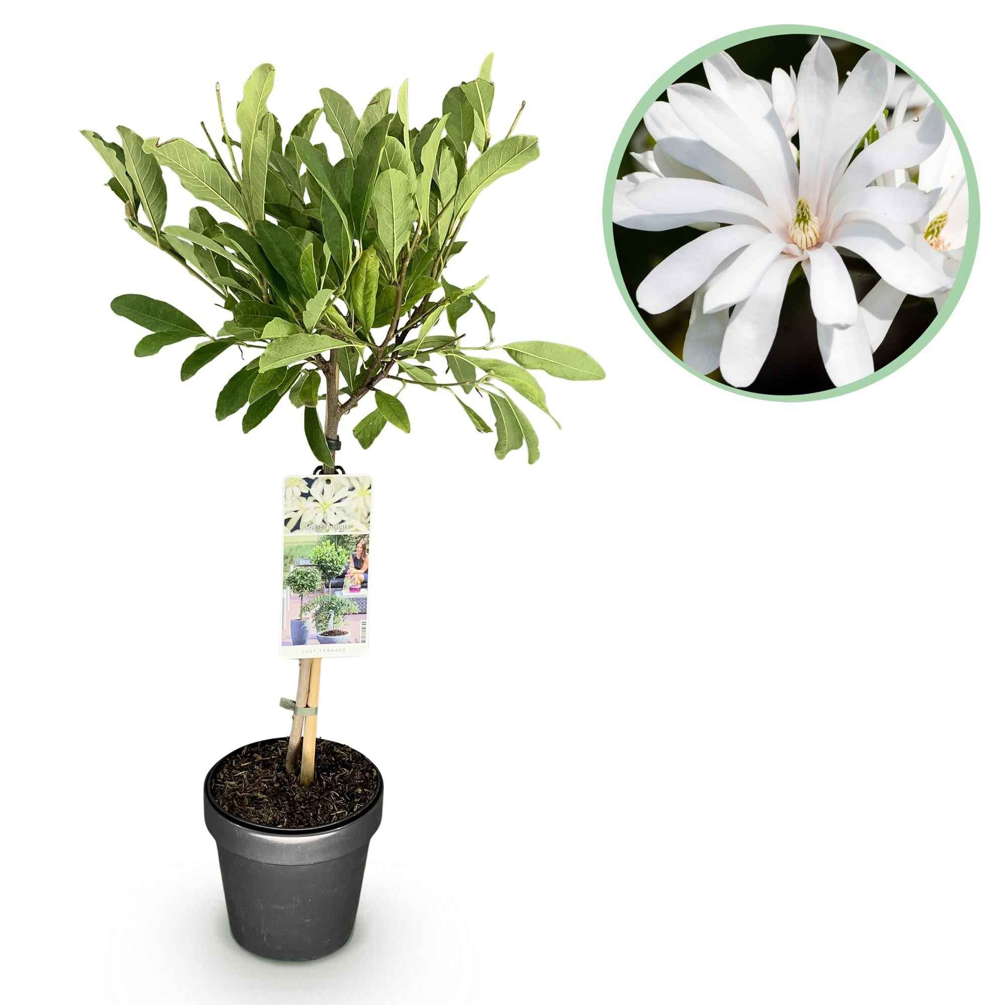 Image of Sternmagnolie Magnolia stellata – 19cm Höhe ca.90cm – Weiß blühend – Laubabwerfend & winterhart – Elegante Magnolie für Beet Balkon Terrasse