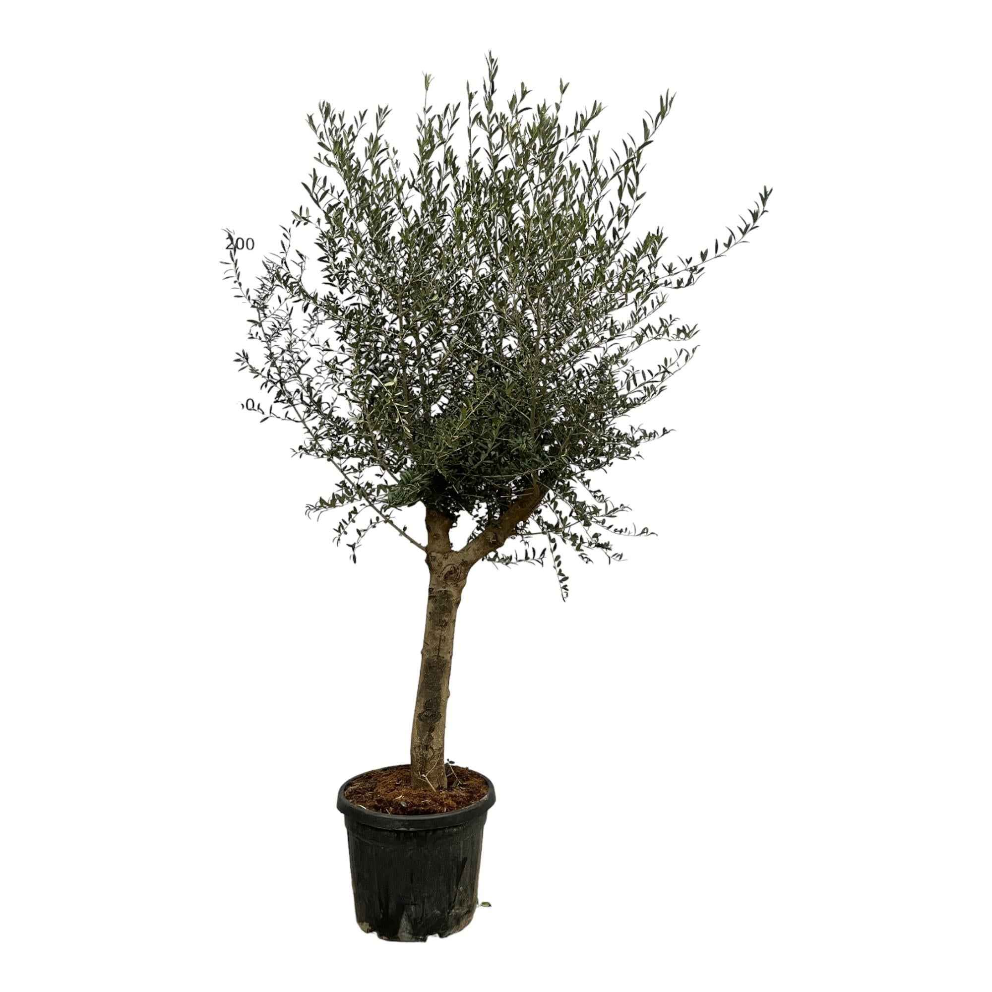 Image of Olivenbaum Olea Lorc – ca. 200cm hoch – Ø45cm – Mediterrane Zimmer – & Gartenpflanze – Immergrün & pflegeleicht – Für sonnige Standorte-0