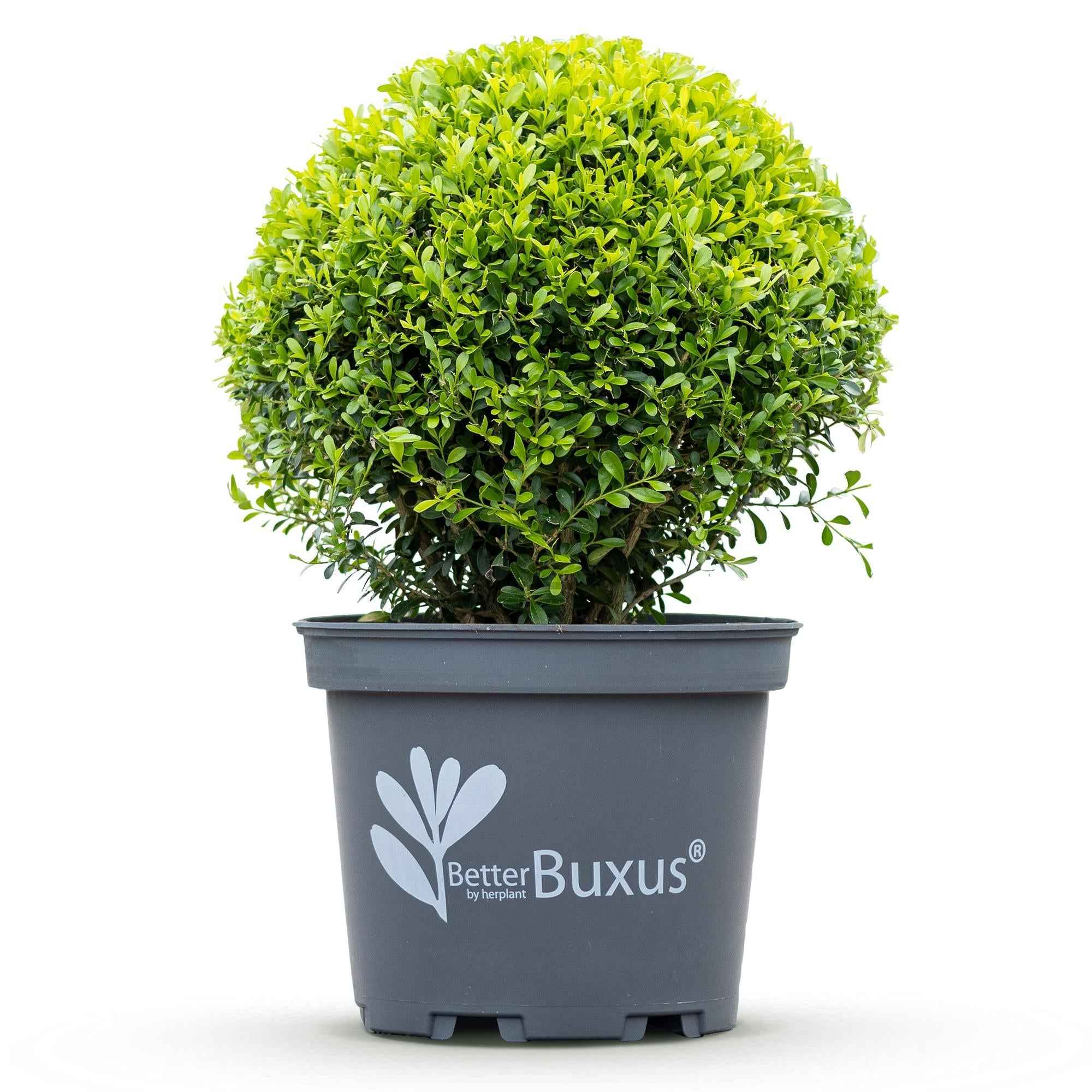 Image of BetterBuxus Skylight Kugel 30cm 26cm widerstandsfähig pflegeleicht für Garten Balkon Terrasse Formschnitt winterhart dekorative Kugelpflanze
