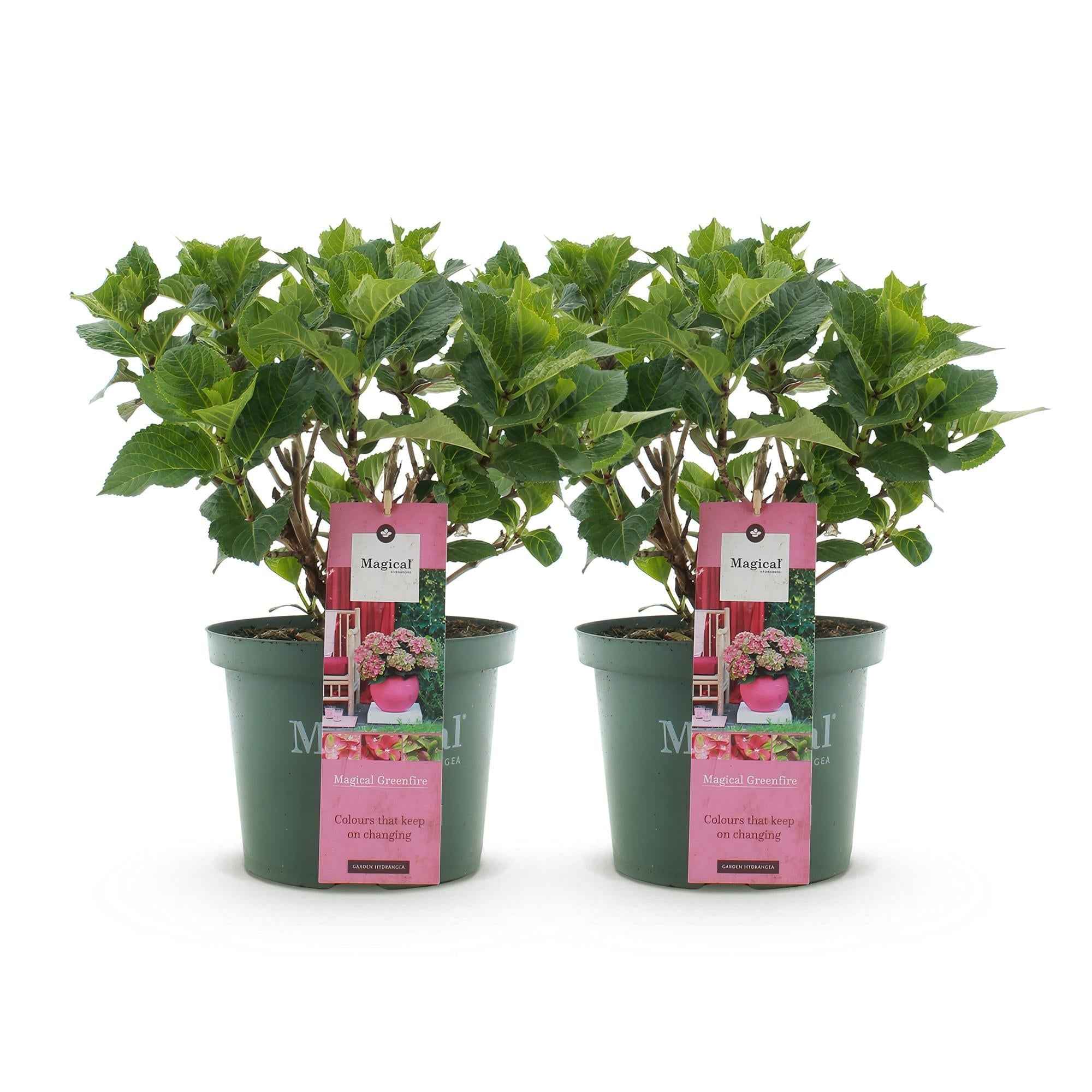 Image of Hydrangea macrophylla Magical Green Fire – Gartenhortensie Rosa – Grün – 2 Pflanzen 23cm – Höhe 55cm – 6-10 Blüten – Balkonpflanze – Pflegeleicht