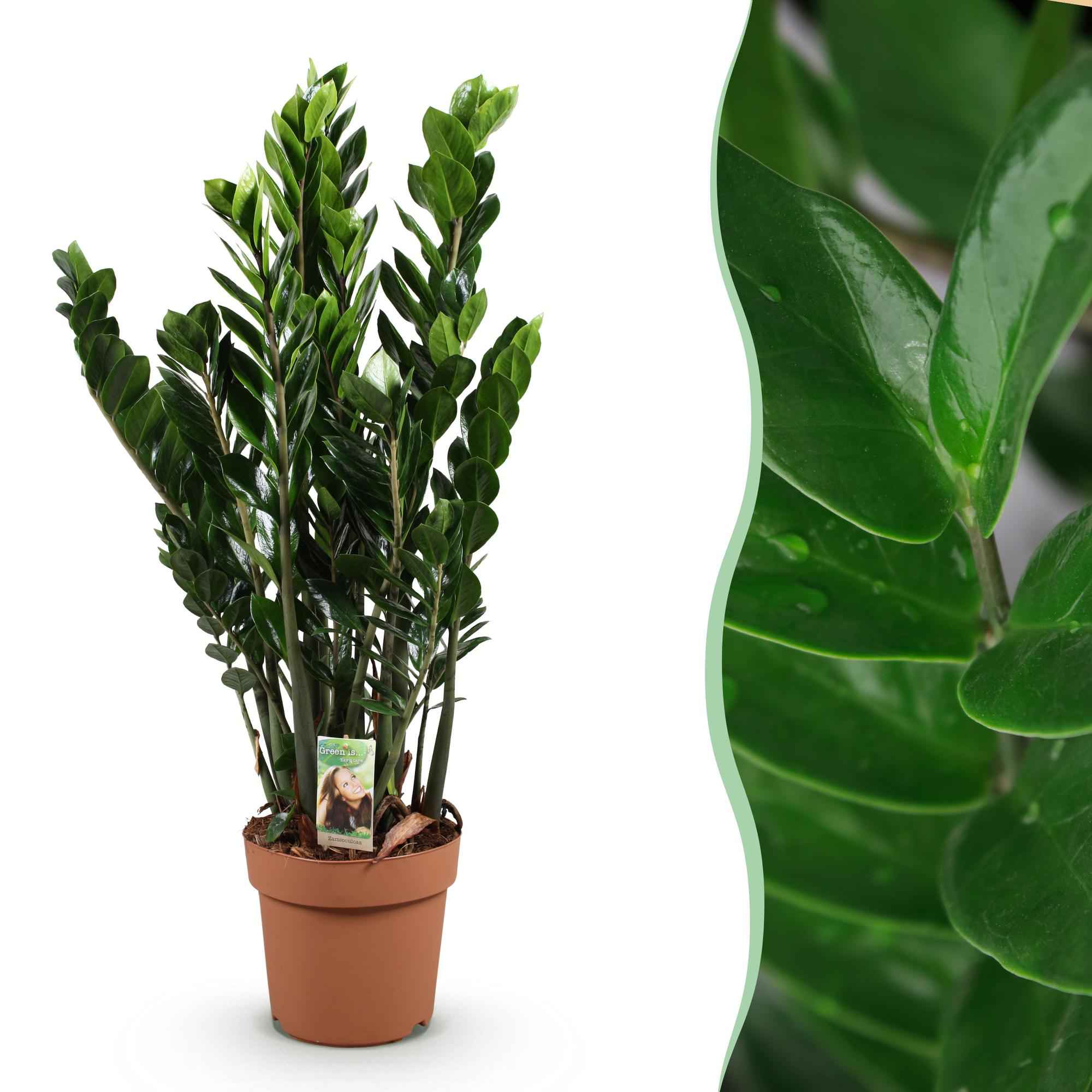 Image of Zamioculcas – ZZ – Pflanze 80-90cm – 21cm – Pflegeleichte robuste Zimmerpflanze – Tiefgrüne glänzende Blätter