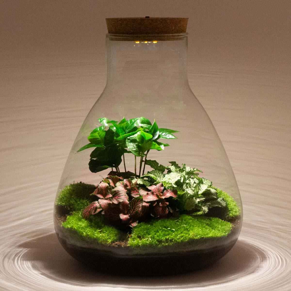 Image of Flaschengarten Sam mit LED – DIY Bausatz Terrarium – ↕30cm – Do – It – Yourself Pflanzen – Set mit LED – Beleuchtung & Korkdeckel-2