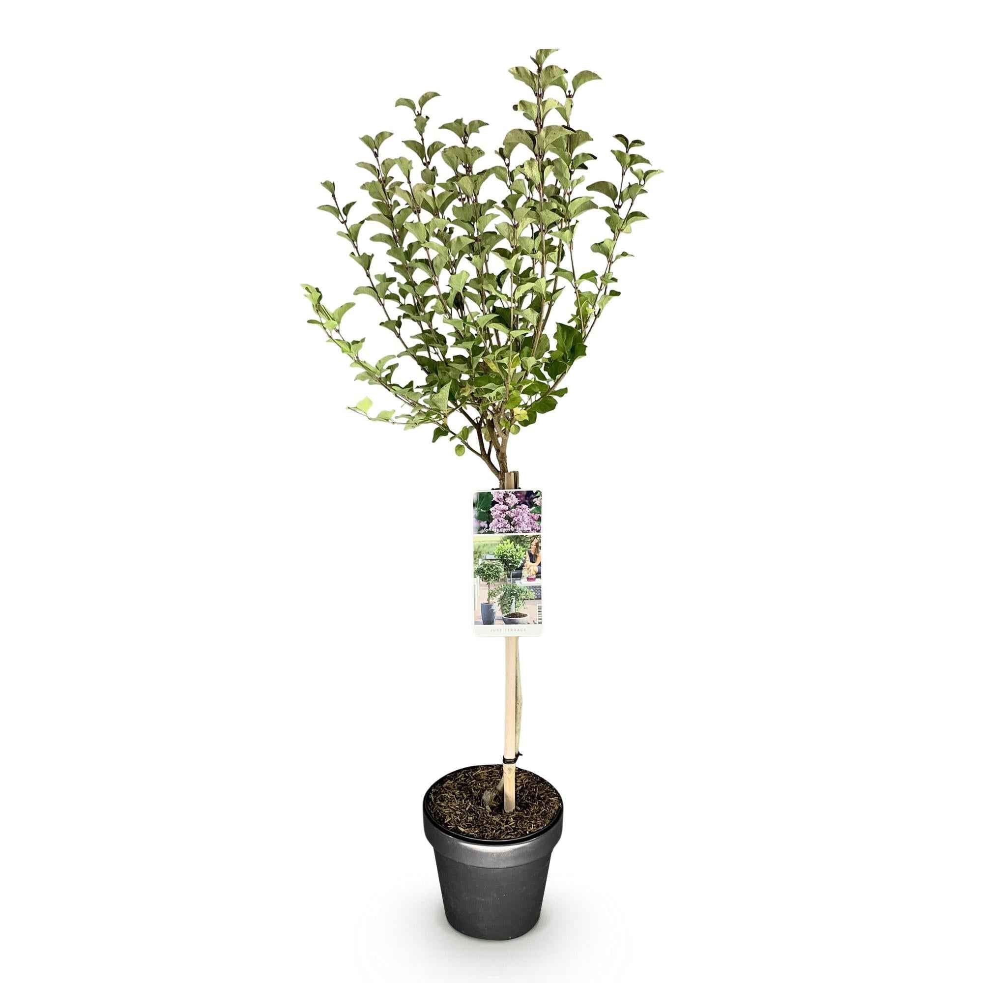 Image of Zwergflieder Syringa meyeri Palibin – 19cm Höhe ca.90cm – Lila blühend & duftend – Winterhart & laubabwerfend – Ideal für Beet Balkon Terrasse-1