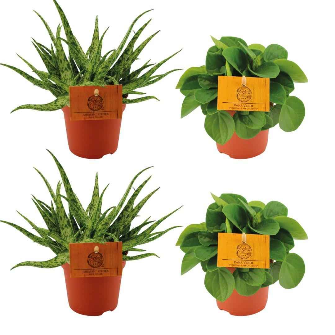 Image of Zimmerpflanzen-Set – 2× Aloe Spider & 2× Peperomia Rana Verde – Ø10.5cm – Pflegeleichtes 4er-Set – Sukkulenten & Grünpflanzen für Zuhause & Büro