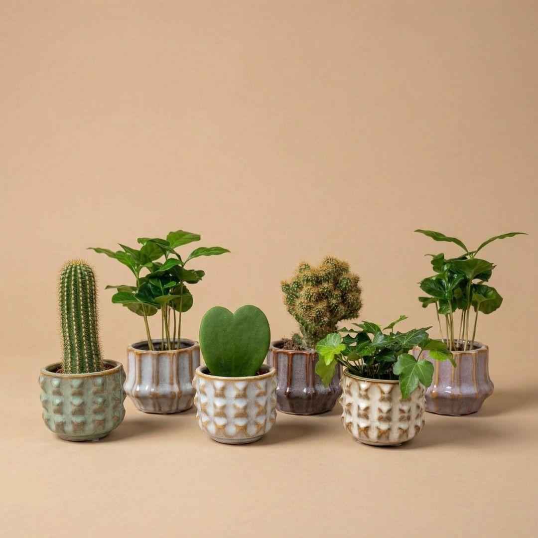 Image of Mini Pflanzen Set 6 Stück im Keramik Topf Set San Juan Ø6cm – Kaktus Mix mit Sukkulenten & Grünpflanzen – inklusive Hoya Kerrii