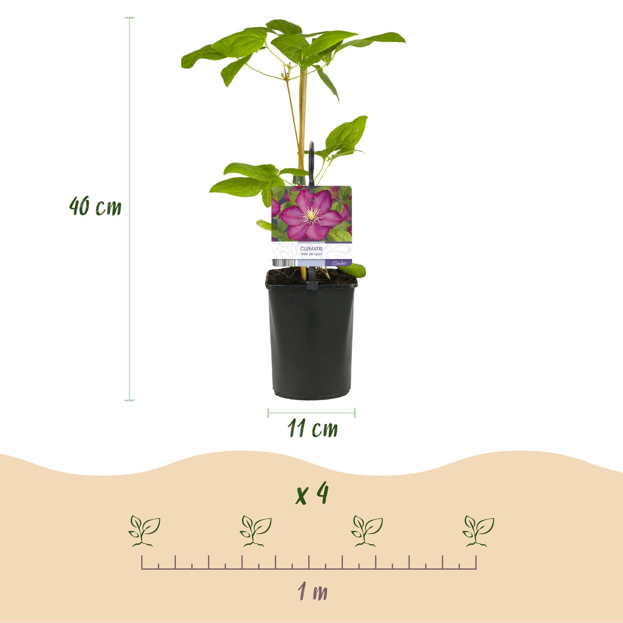 Image of Kletterpflanze Clematis Ville de Lyon – Rosa Blüten – 2 Pflanzen – 11cm x H40cm – Winterhart & Pflegeleicht – Ideal für Garten, Balkon & Pergolen-4