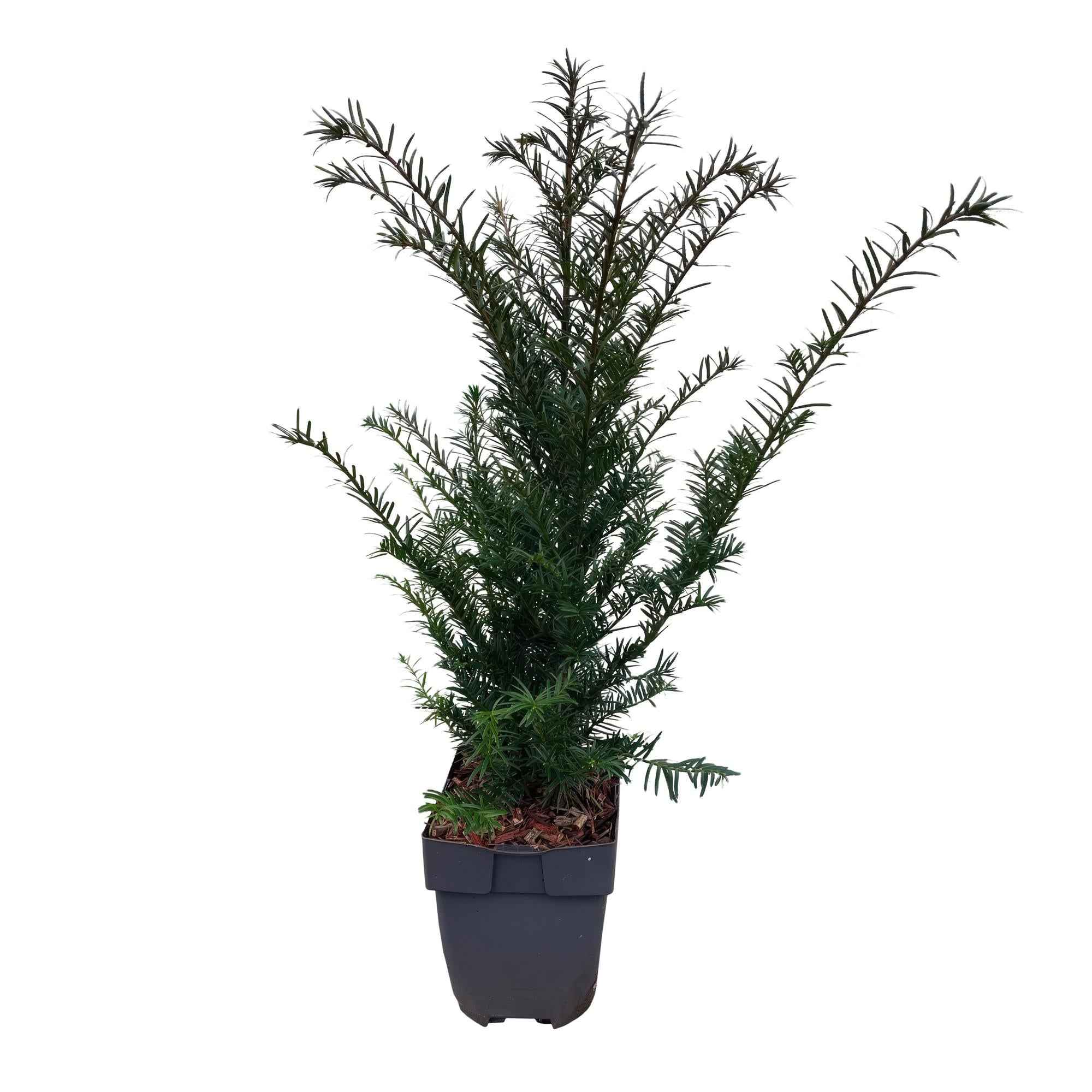 Image of Europäische Eibe Taxus baccata – Immergrün – Heckenpflanze – 6 Pflanzen – 17cm x H60cm – pflegeleicht-0