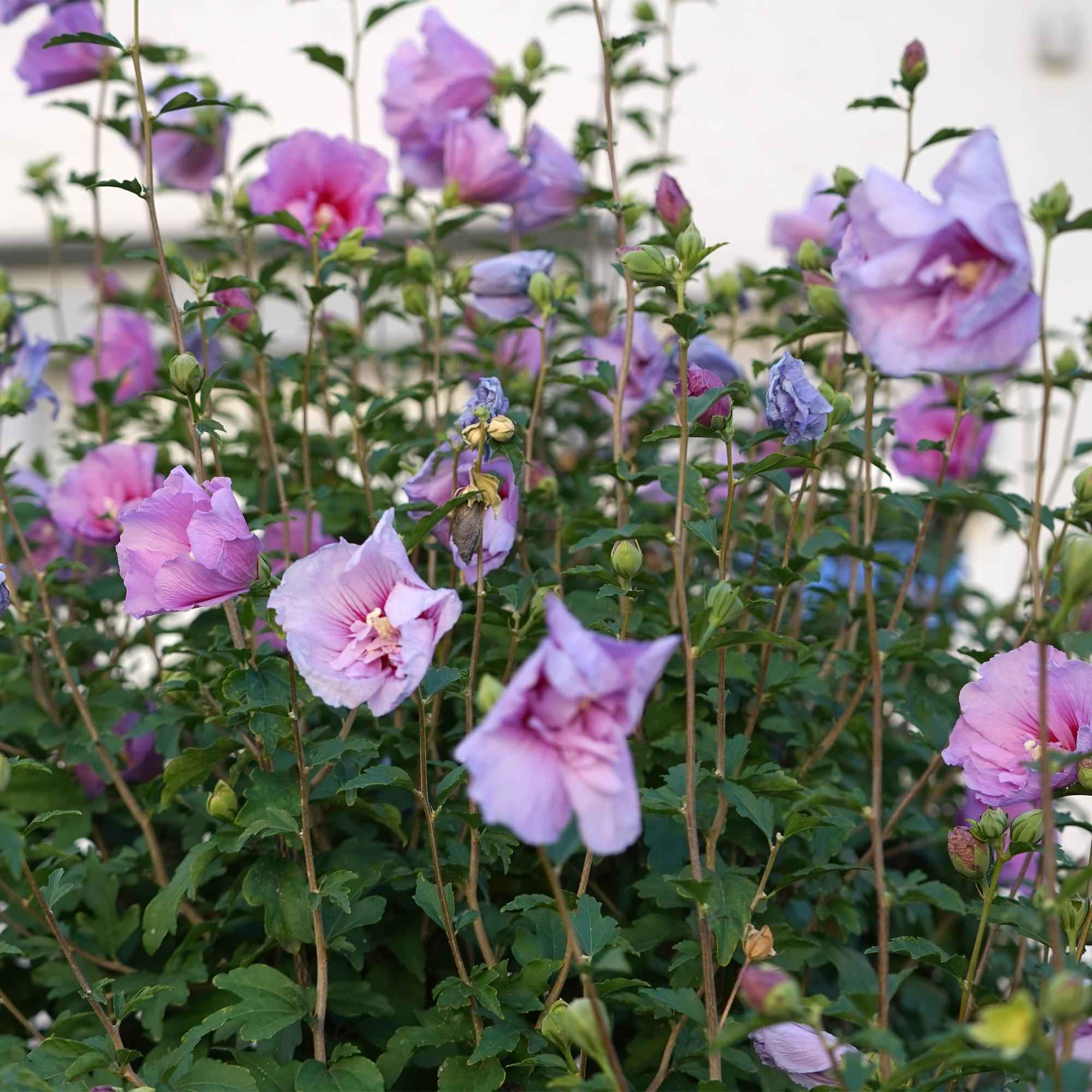 Image of Hibiscus syriacus Lavender Chiffon – Stamm – Pflanze Ø19cm – ca. 90cm hoch – Winterharte Terrassen – & Balkonpflanze – Lila gefüllte Blüten