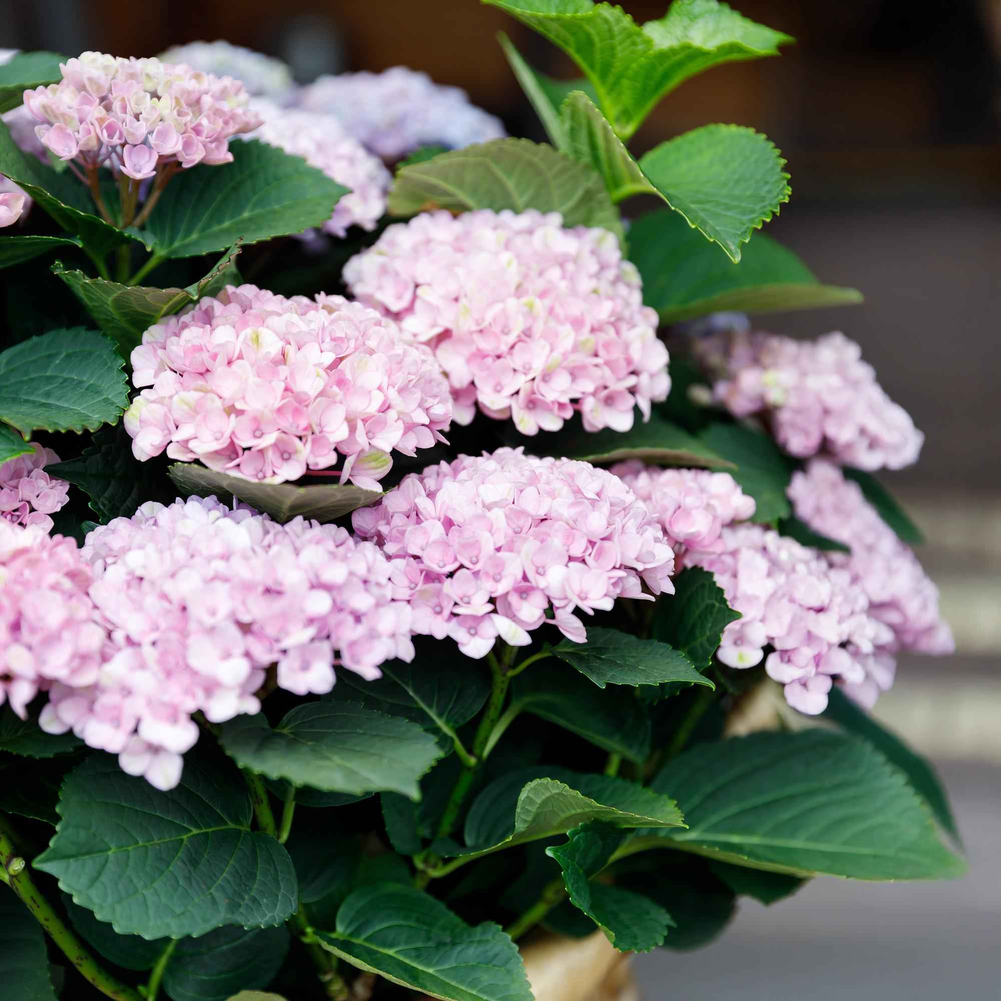 Image of Hortensie Magical Revolution Pink – Rosa – Hydrangea macrophylla – 23cm – Ca. 55cm hoch – 6-10 Blüten – Für Balkon, Terrasse & Beet-4