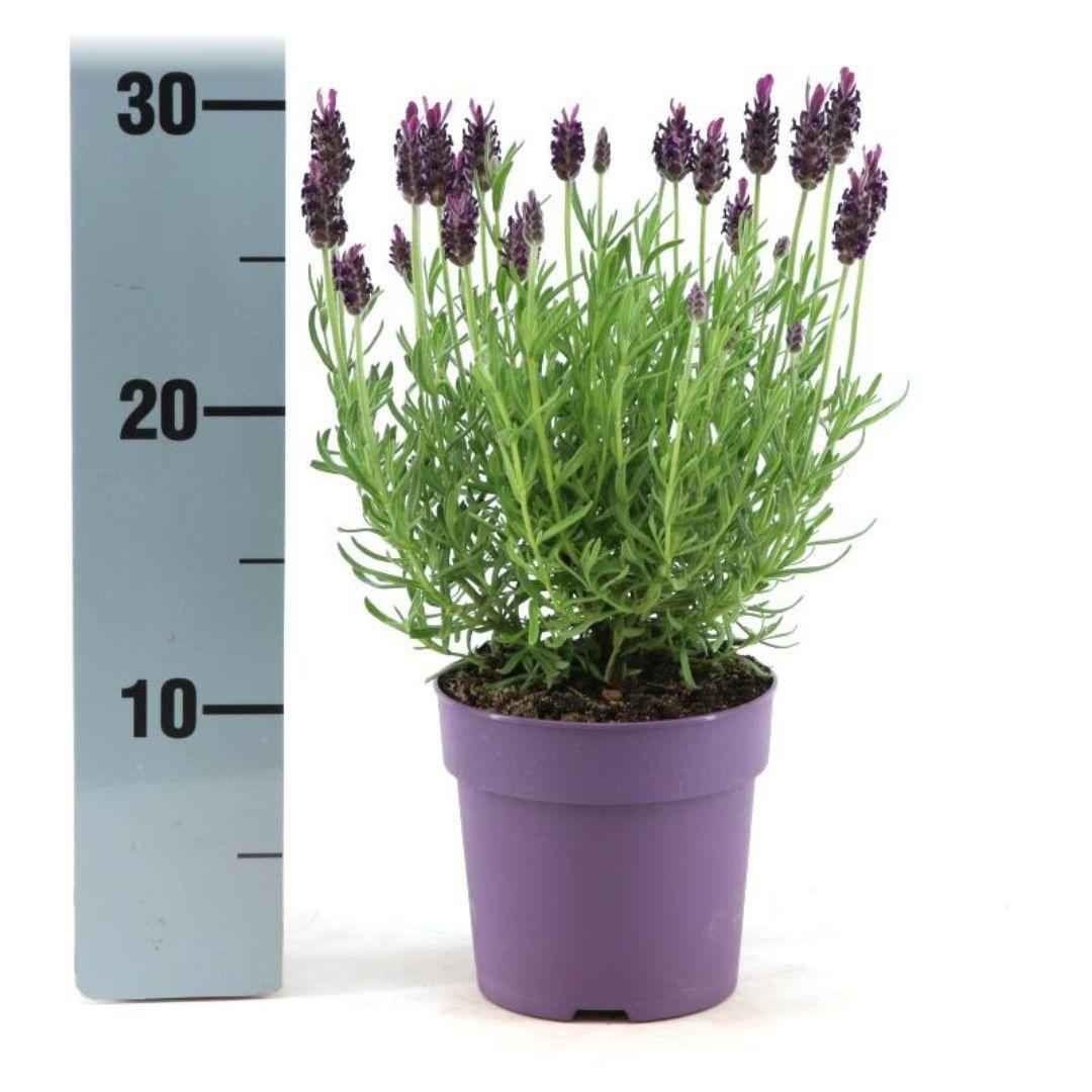Image of Echter Lavendel Lavandula stoechas Anouk – 6 Pflanzen – Duftender Schopflavendel – Ø12cm – Winterhart – Für Garten, Terrasse & Balkon-1