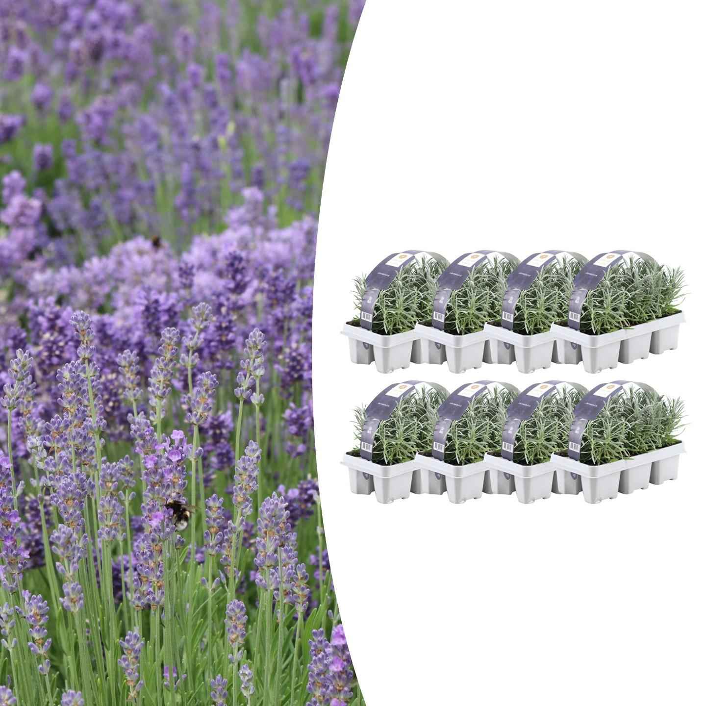 Image of Echter Lavendel – Lavandula angustifolia – Ø7cm x H15cm – 48 Pflanzen – Duftend & pflegeleicht – Für Balkon, Terrasse & Beet – Mediterrane Schönheit-1