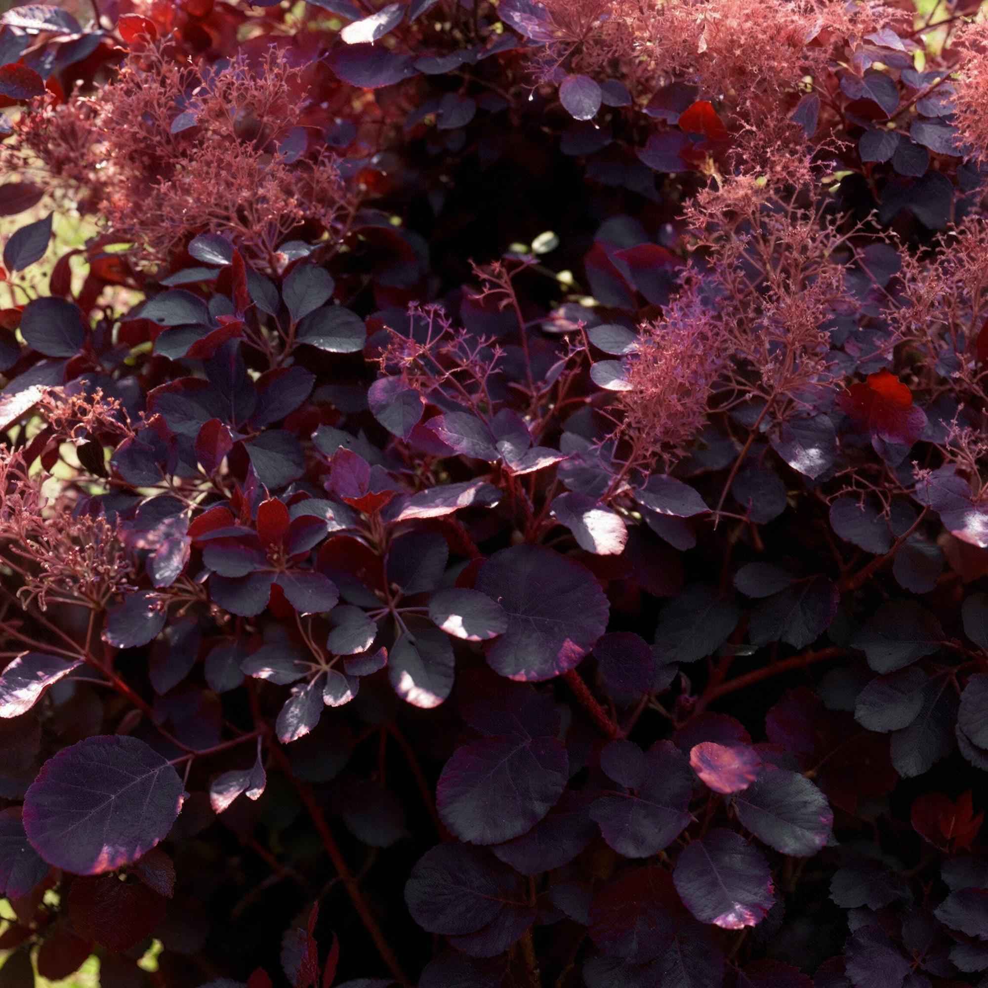 Image of Cotinus coggyria Royal Purple – 12cm – Höhe ca. 35cm – Purpurrotes Laub & luftige Sommerblüten – Laubabwerfender pflegeleichter Perückenstrauch-3