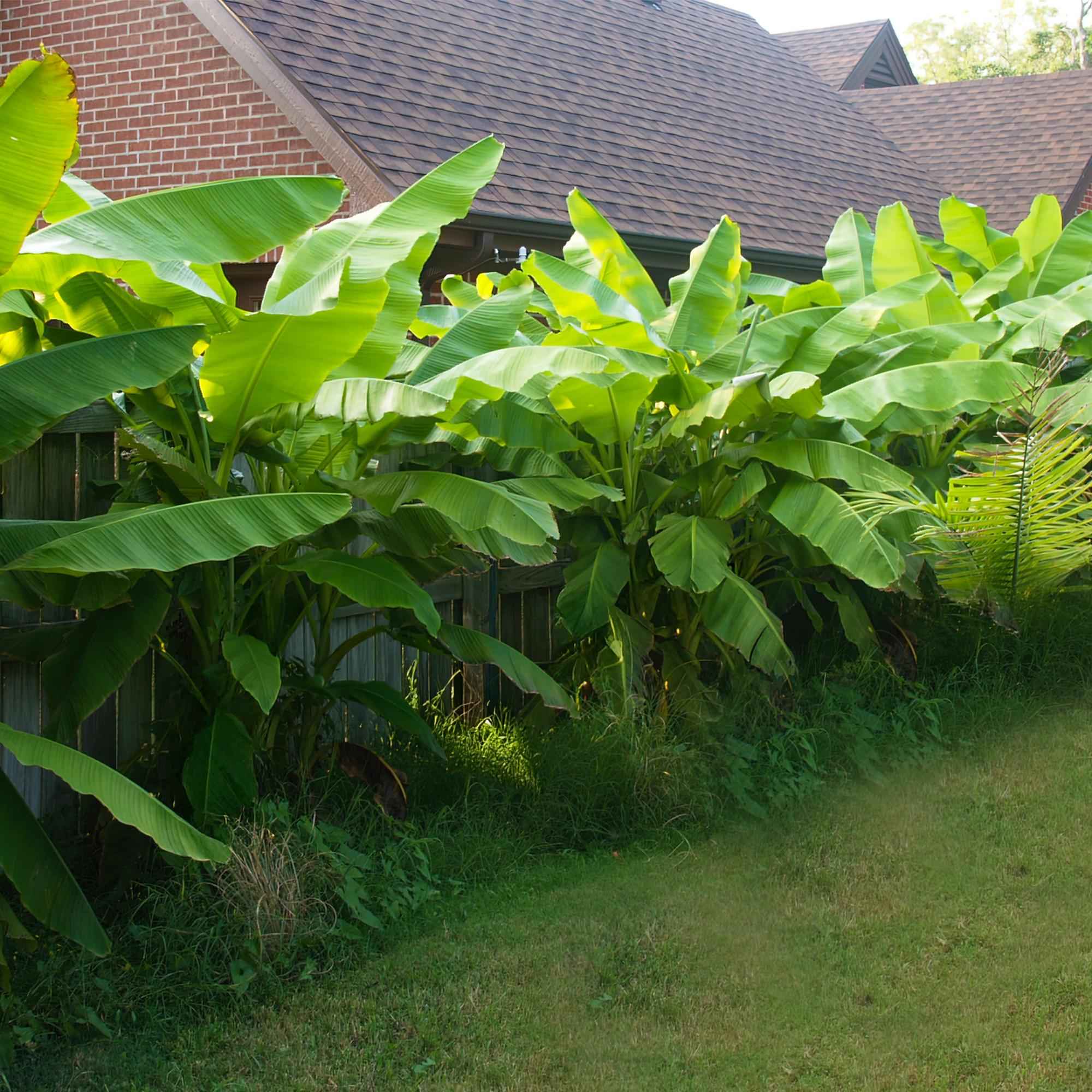 Image of Bananenpflanze Musa Basjoo – 4 Pflanzen – Winterhart – Obstpflanze – Ø17cm Höhe ca. 40cm – Exotisches Flair für Garten, Terrasse & Balkon-4