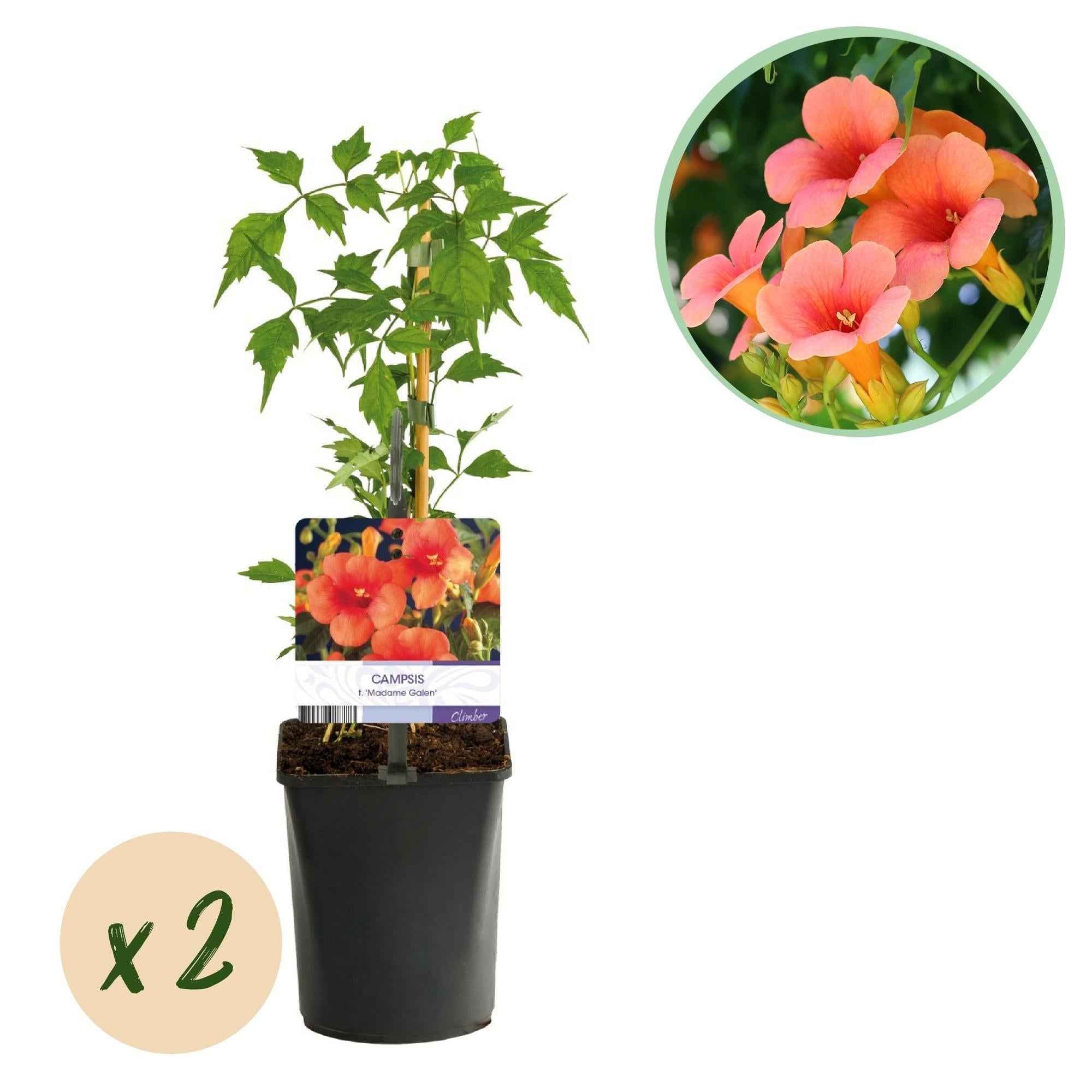 Image of Trompetblume Campsis radicans Madame Galen – Orange Blüten – 2 Pflanzen – 11cm x H40cm – Bis 10m – Pflegeleicht – Ideal für Garten, Balkon & Pergola
