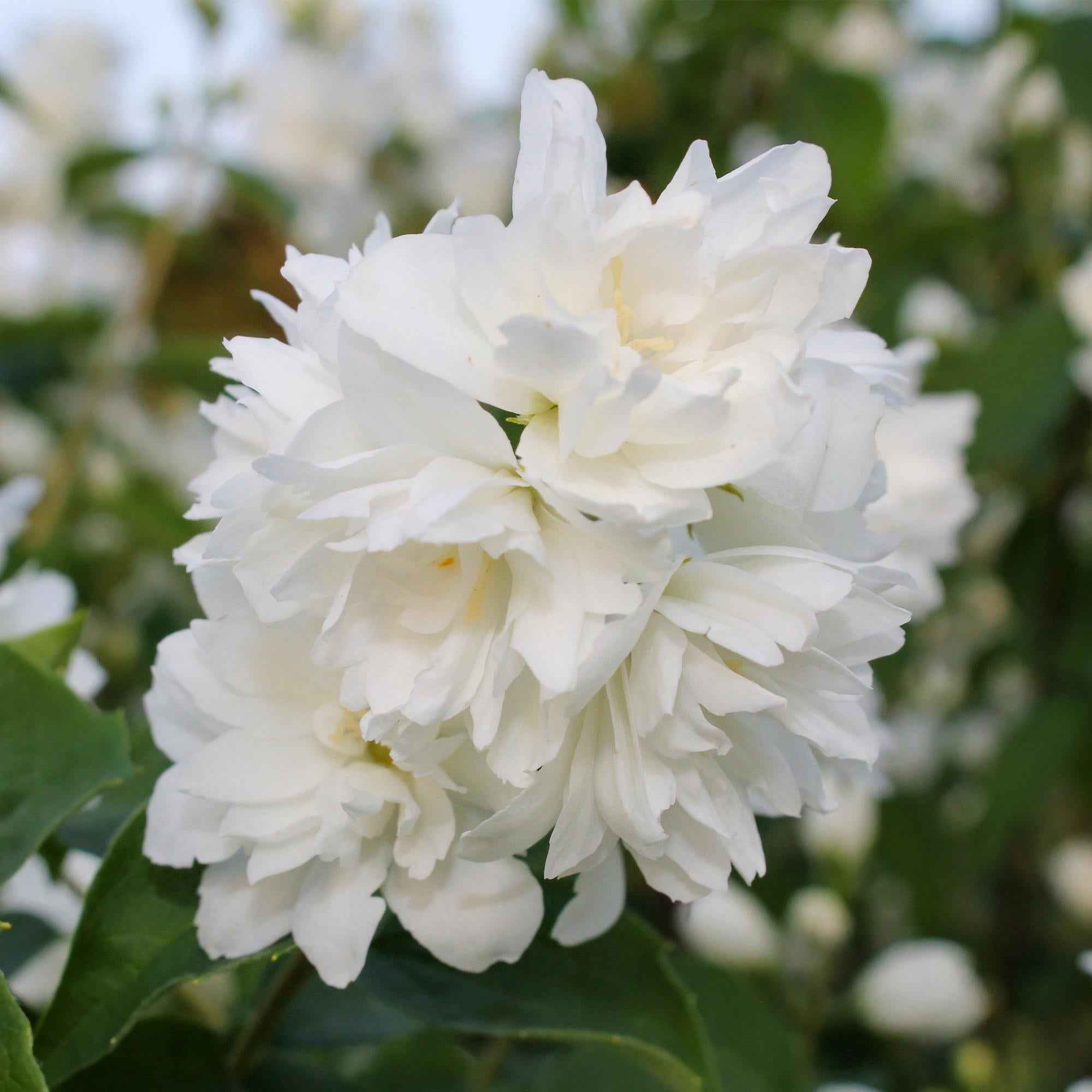 Image of Bauernjasmin Philadelphus Snowbelle – Duftende Weiße Blüten – Wenig Pflege – 17cm Höhe 45cm – Für Garten, Terrasse & Balkon-0