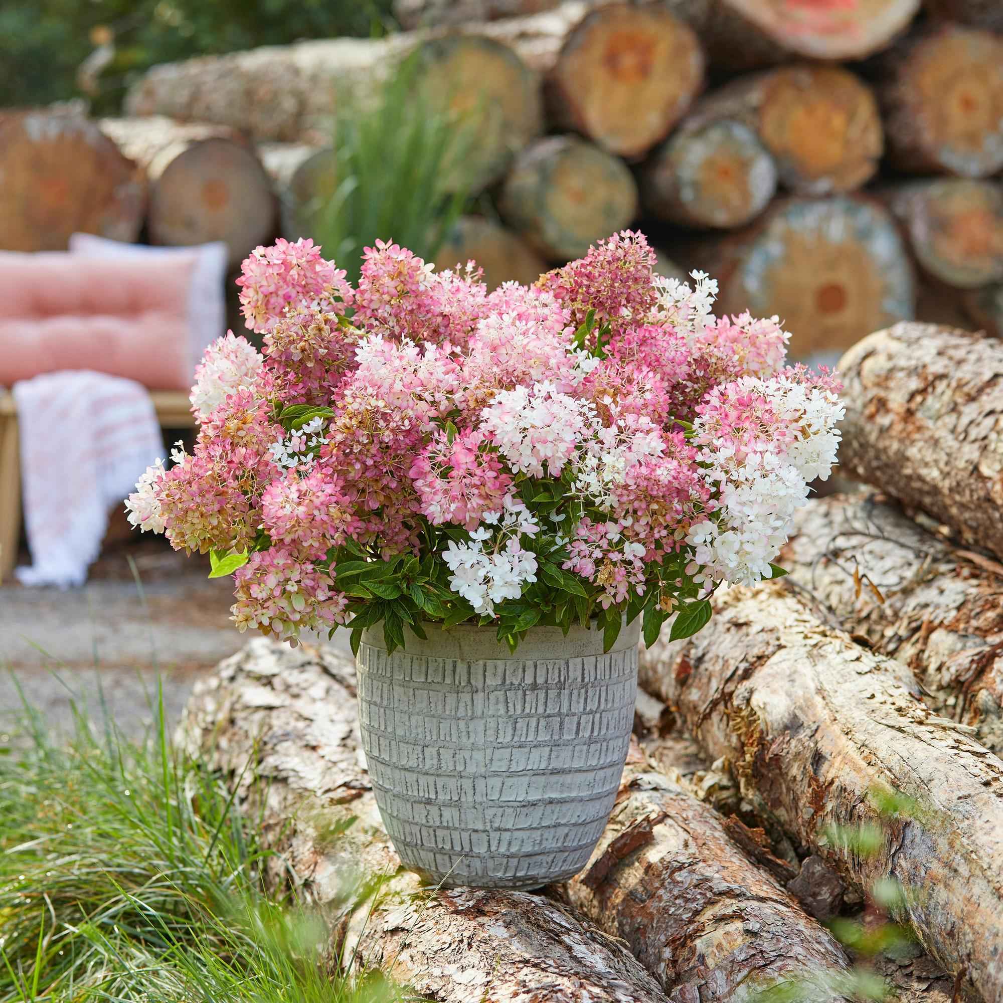 Image of Rispenhortensie Hydrangea paniculata Groundbreaker Blush winterhart rosa 20cm 14cm für Garten Balkon Terrasse Beet bienenfreundlich pflegeleicht-3