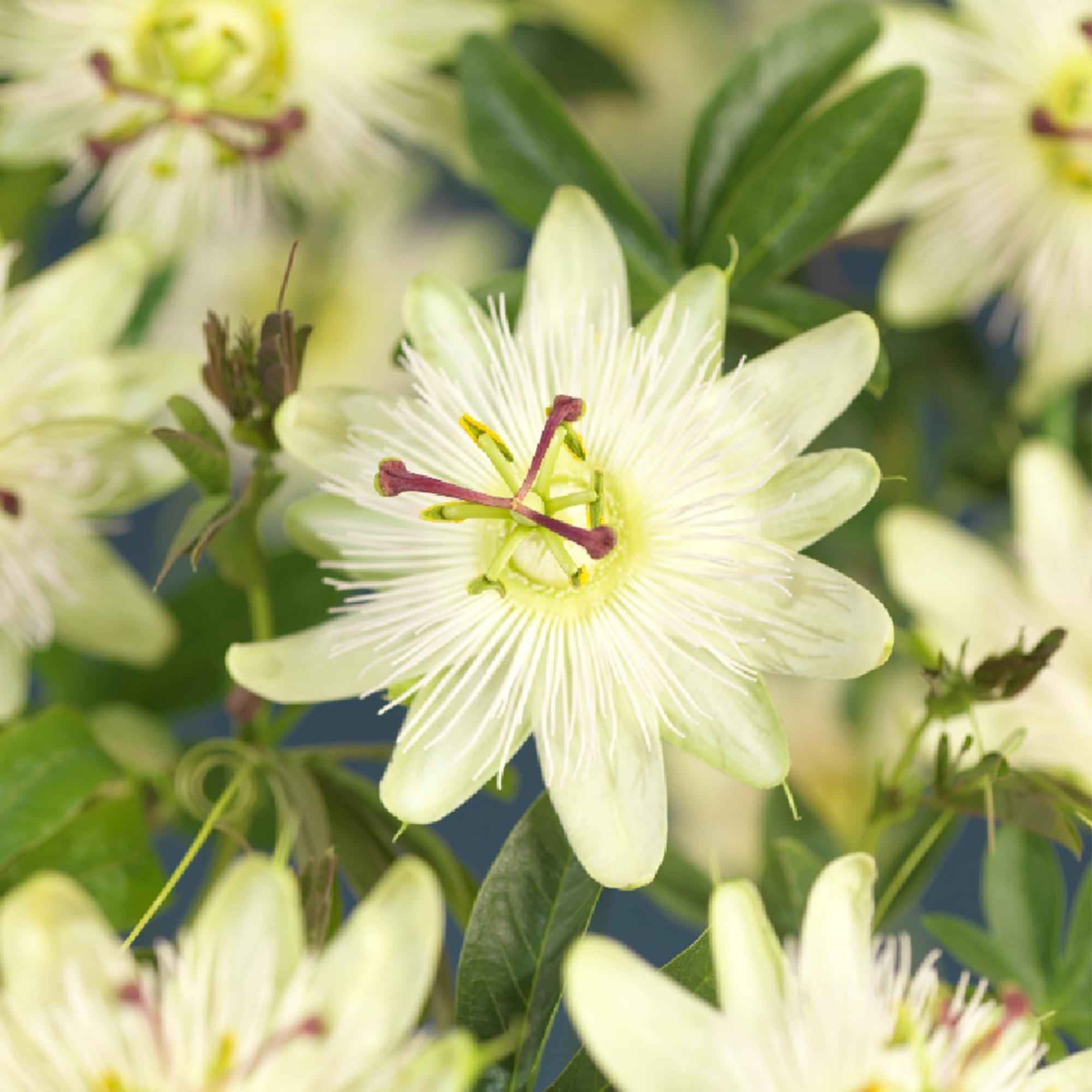 Image of Passiflora Avalanche Passionsblume – Weiße Kletterpflanze 11cm – 2 Pflanzen Set ca.40cm – Duftende Blüten & Pflegeleicht-4