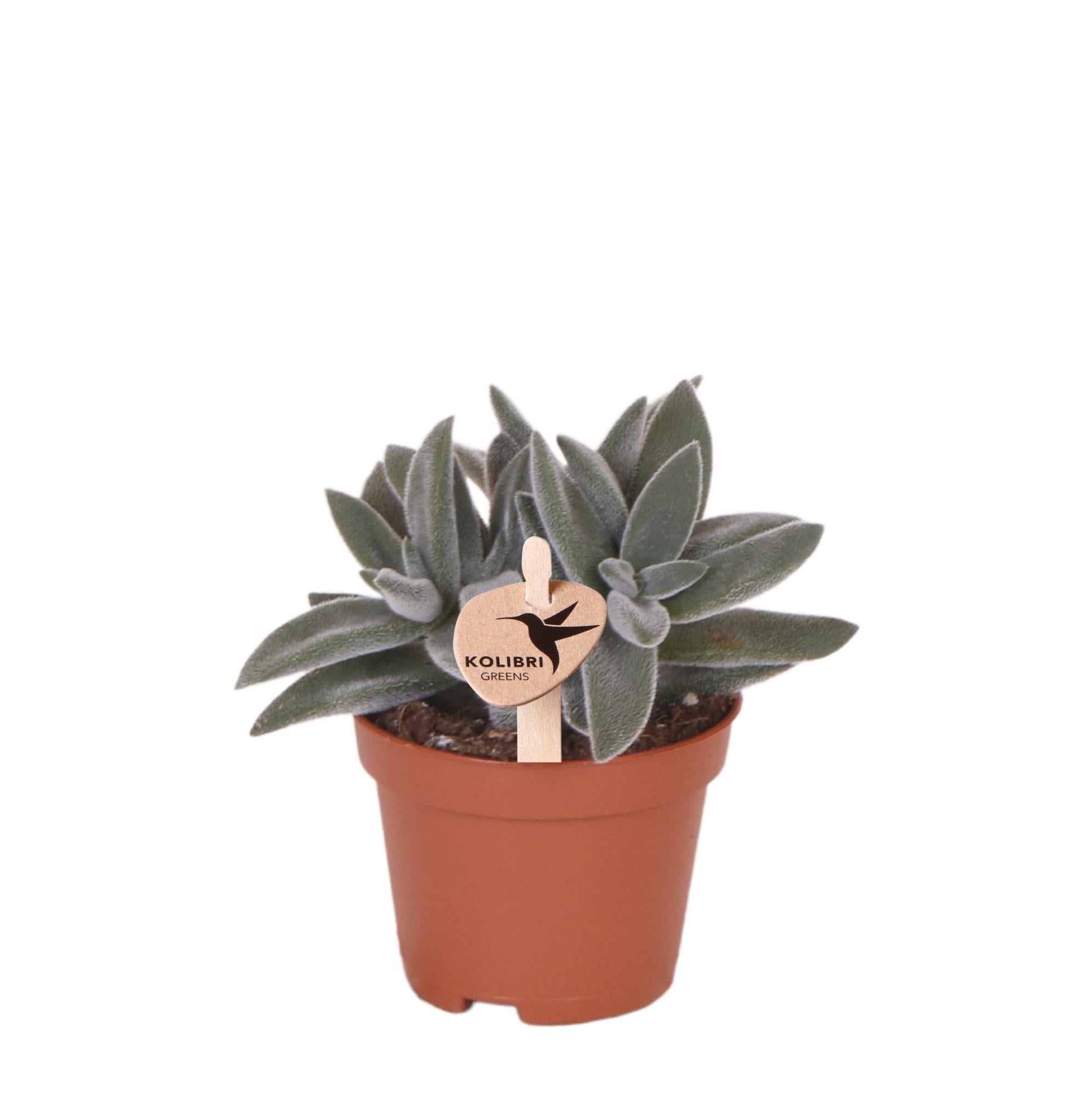 Image of Sukkulente Crassula Tarantula – Zimmerpflanze – Ø6cm – Kompakte graugrüne Blätter – Pflegeleicht & dekorativ-0