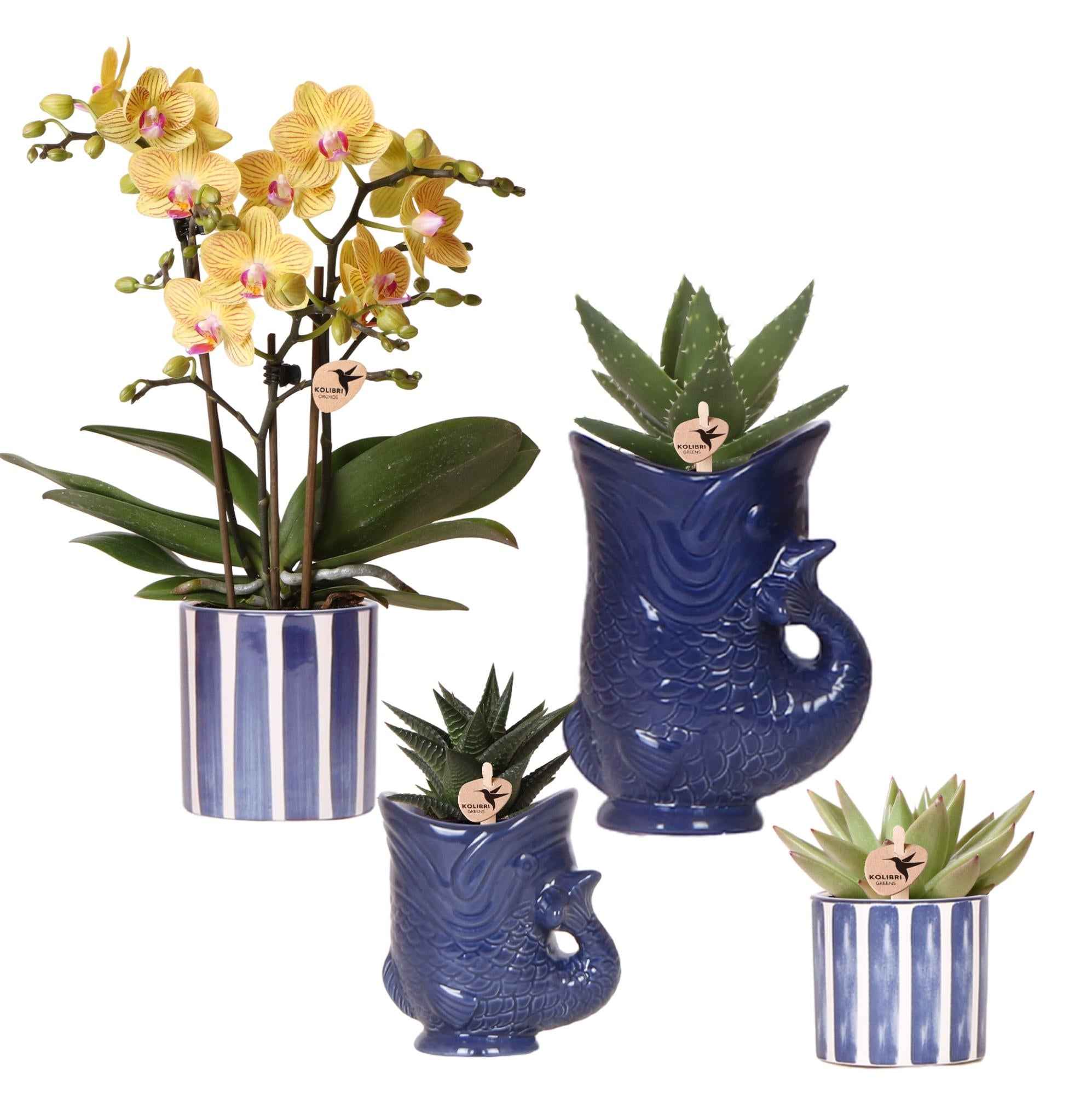 Image of Set mit Orchidee Lima & Sukkulenten – In Keramiktöpfen Ø9cm & Ø6cm – Blühende Zimmerpflanze mit Sukkulenten – Dekoratives Pflanzenset-0