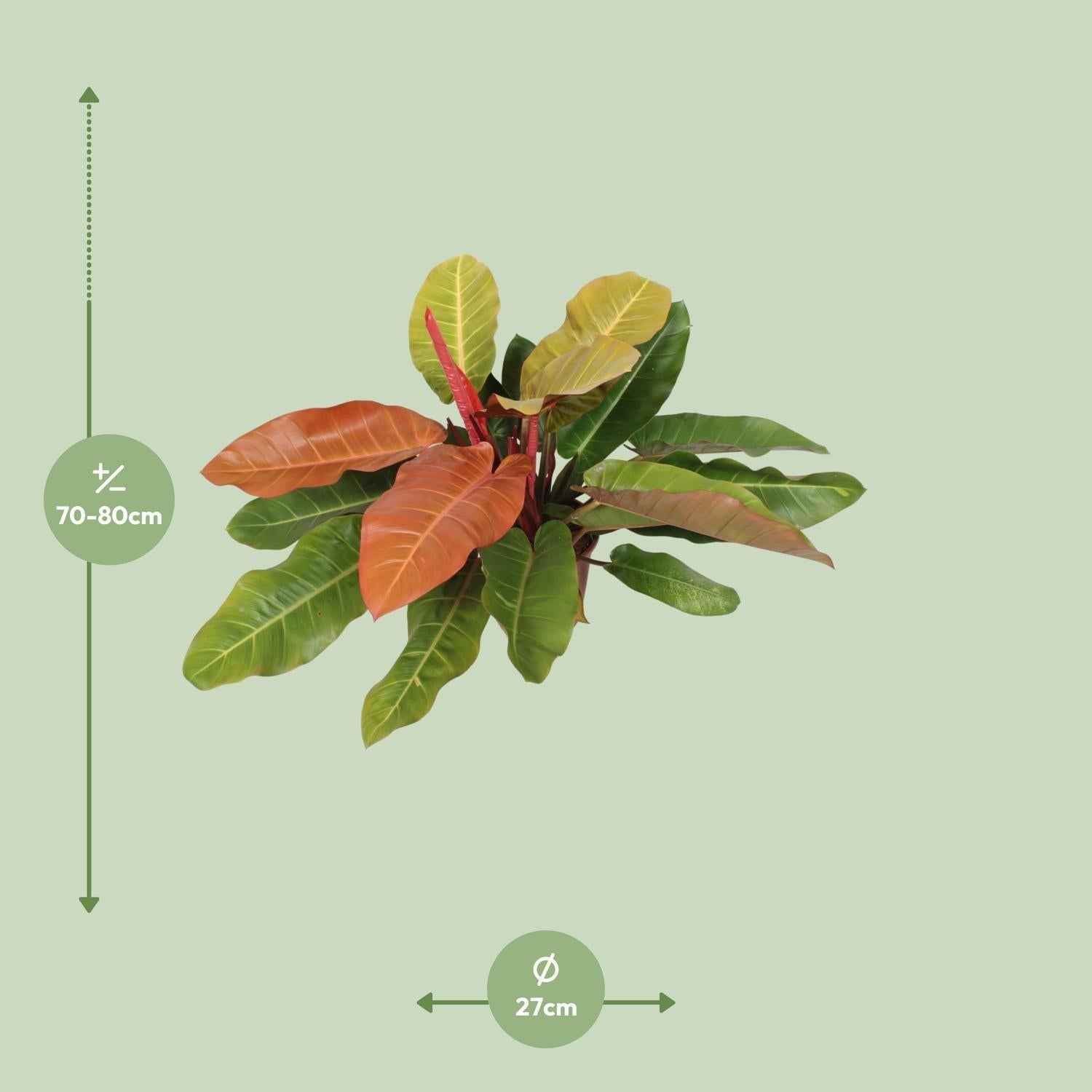 Image of Philodendron Prince of Orange – Baumfreund – Ø27cm ↕75cm – Pflegeleichte Zimmerpflanze mit orange-grünen Blättern für Wohnzimmer & Büro-1