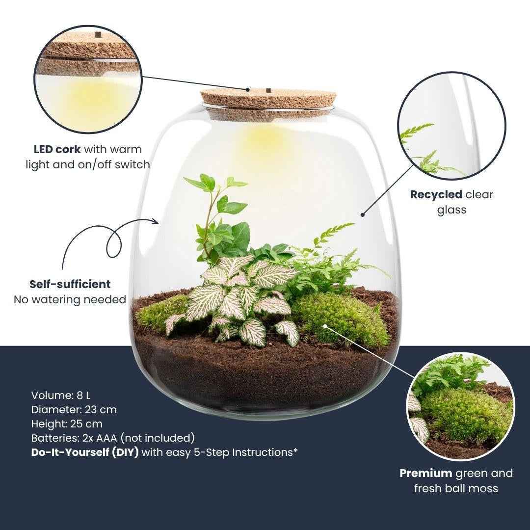 Image of Flaschengarten Emma – Bausatz mit LED – Korkdeckel – Ø23cm ↕25cm – DIY Pflanzenterrarium mit Efeu, Farn & Fittonia Pink Tiger – Ökosystem aus Glas