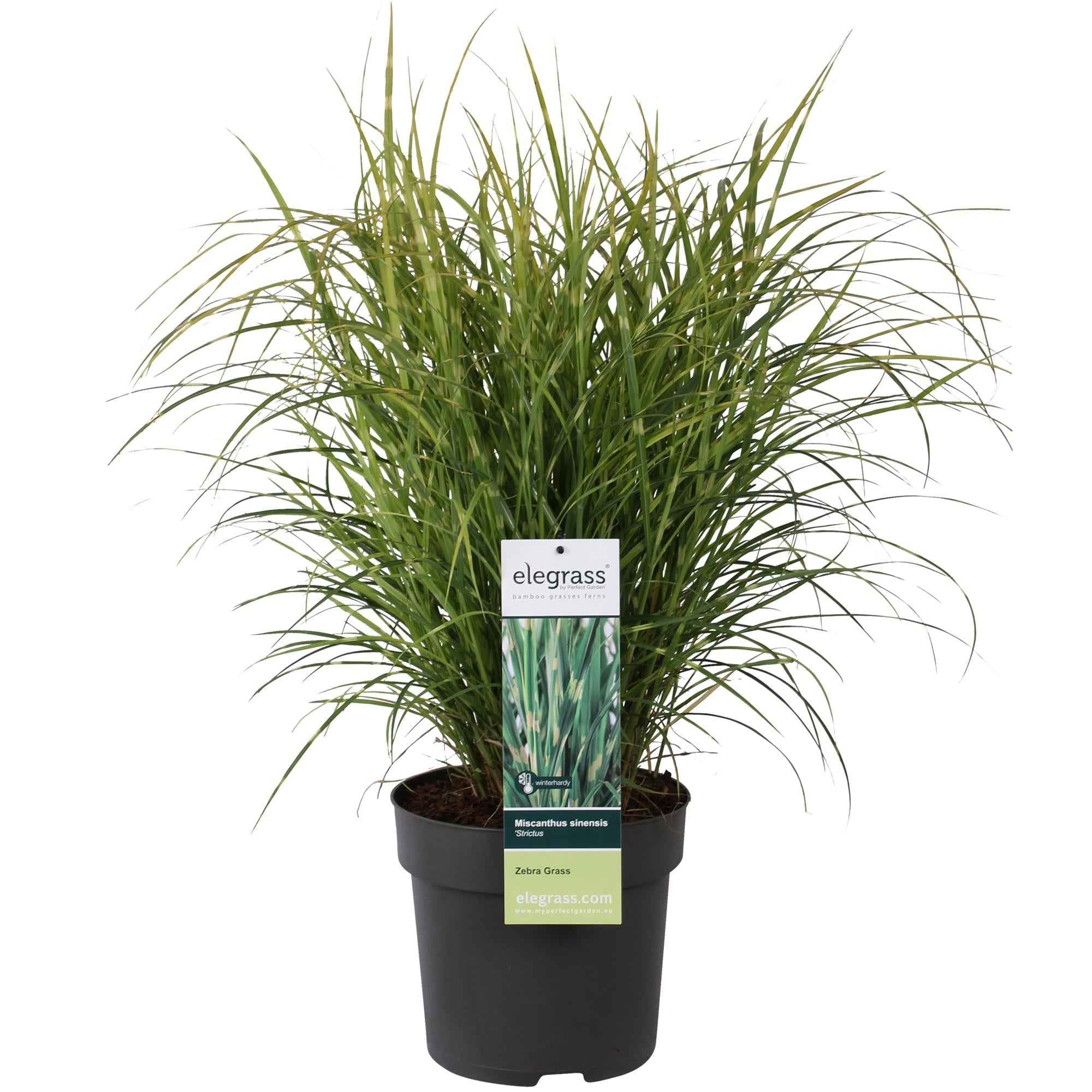 Image of Stachelschweingras Miscanthus sinensis Strictus – Ziergras – Ø23cm ↕60cm – Zebragras mit grün-gelben Querstreifen – Winterhart & pflegeleicht – Für Beet & Kübel