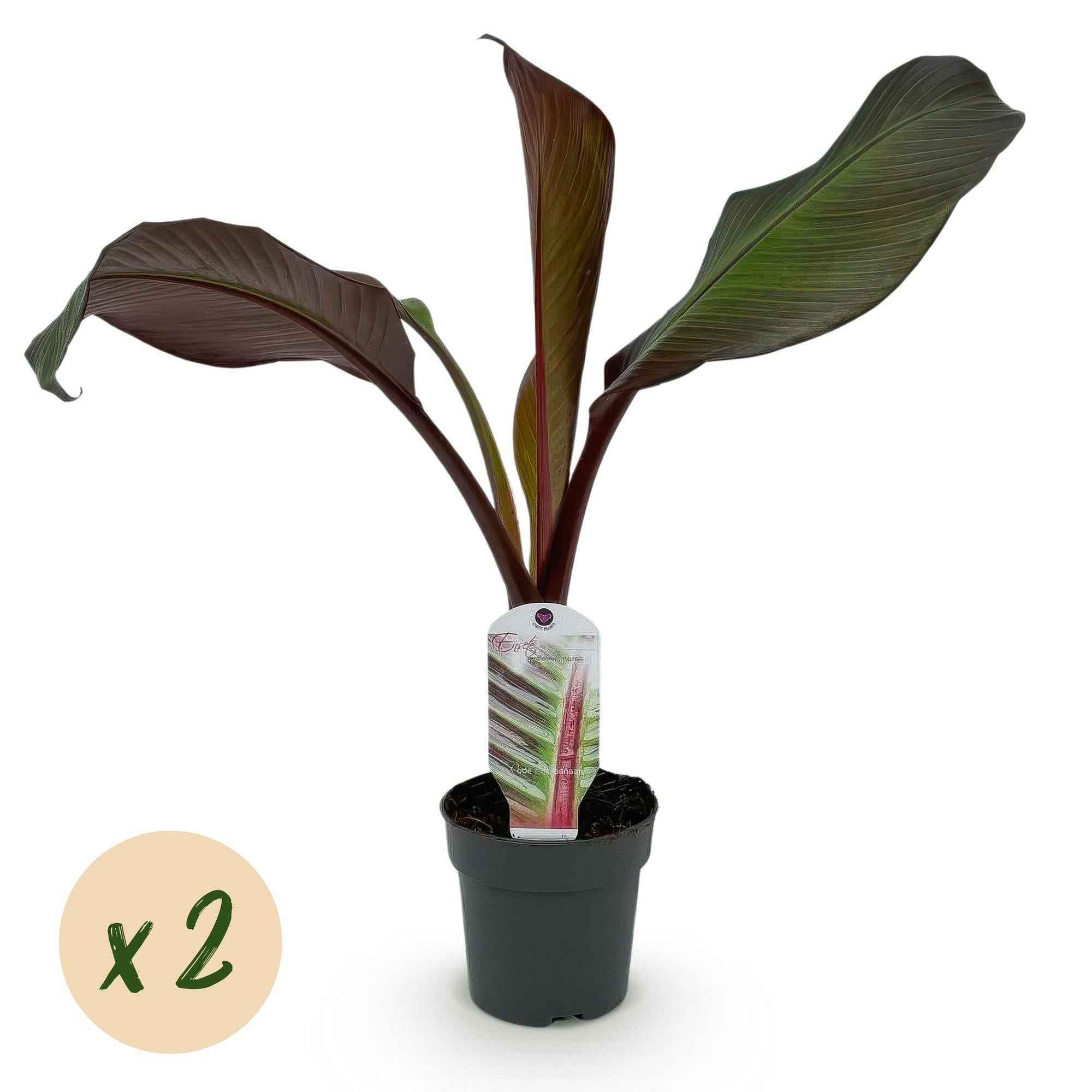 Image of Bananenpflanze Ensete ventricosum Maurelli – 2 Pflanzen – Winterhart – Obstpflanze – Ø12cm – Höhe ca. 30cm