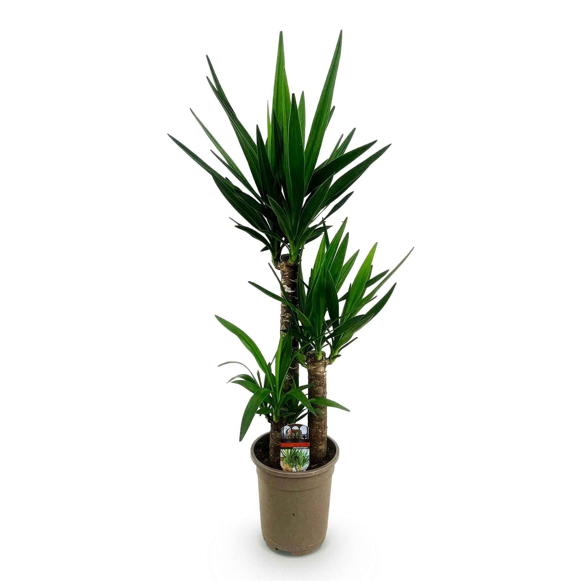 Image of Palmlilie Yucca Elephantipes – 100cm – 21cm – Pflegeleichte Palmlilie mit langen, spitzen Blättern-0