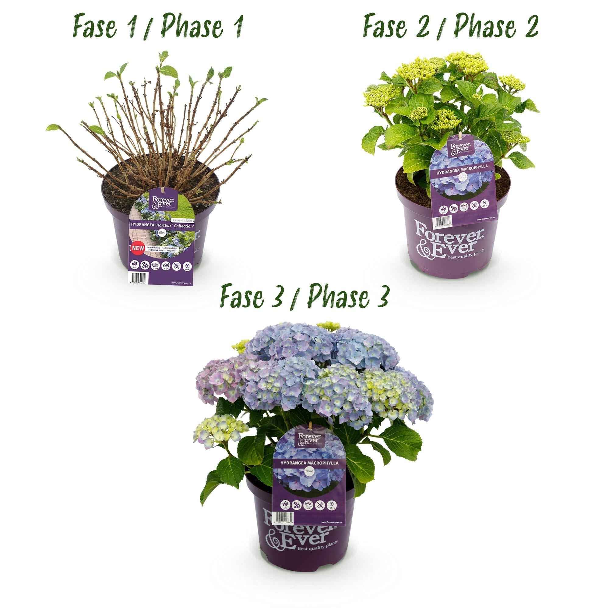Image of Hortensie Forever & Ever – Blau – 2 Pflanzen – Hydrangea macrophylla – Je im 23cm Topf – Ca. 55cm hoch – 7-12 Blüten – Für Balkon, Terrasse & Beet-3