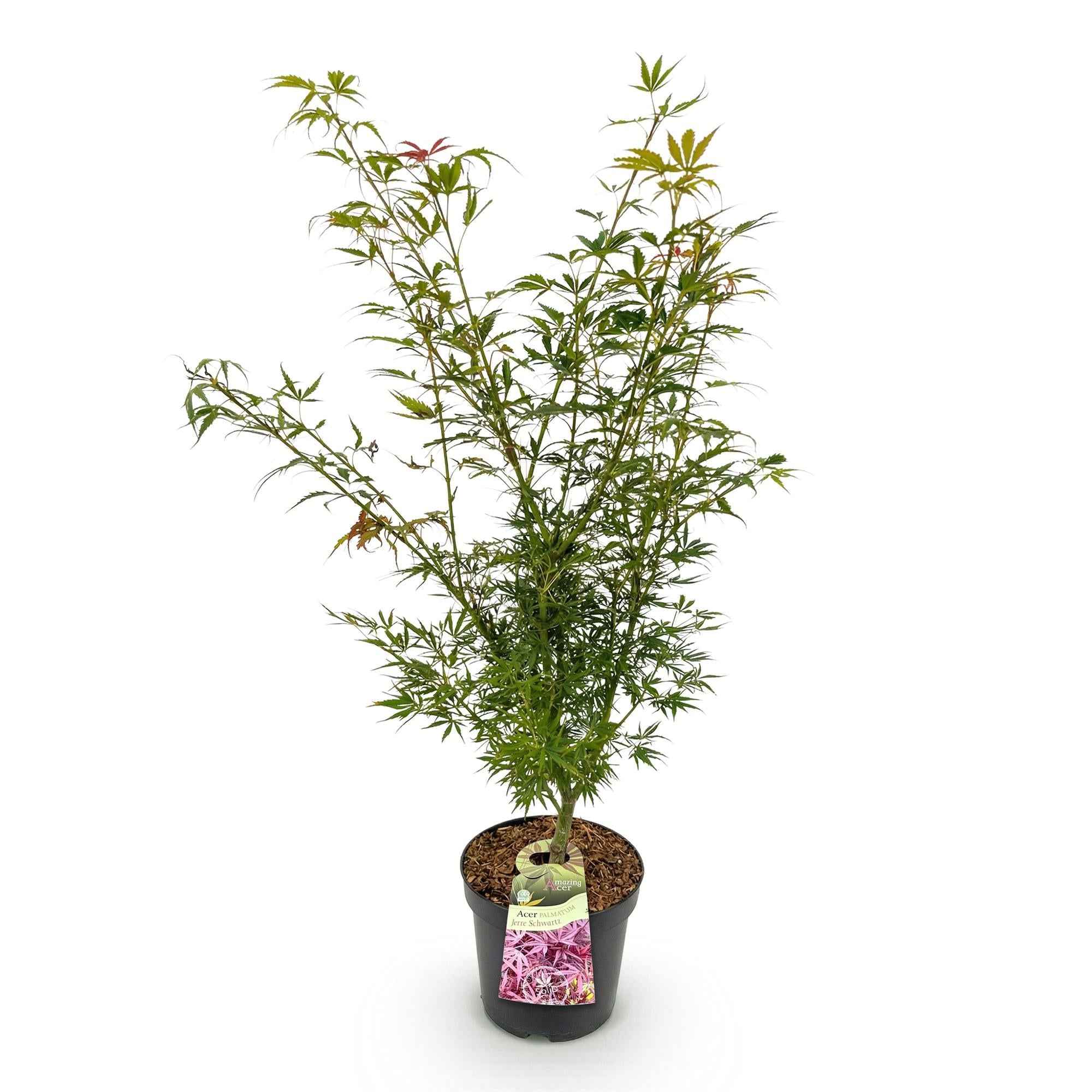 Image of Japanischer Ahorn Acer palmatum Jerre Swarts, laubabwerfende Gartenpflanze in Orange Rot, Zierahorn für Garten und Kübel, Ø26cm, 90cm hoch, für-3