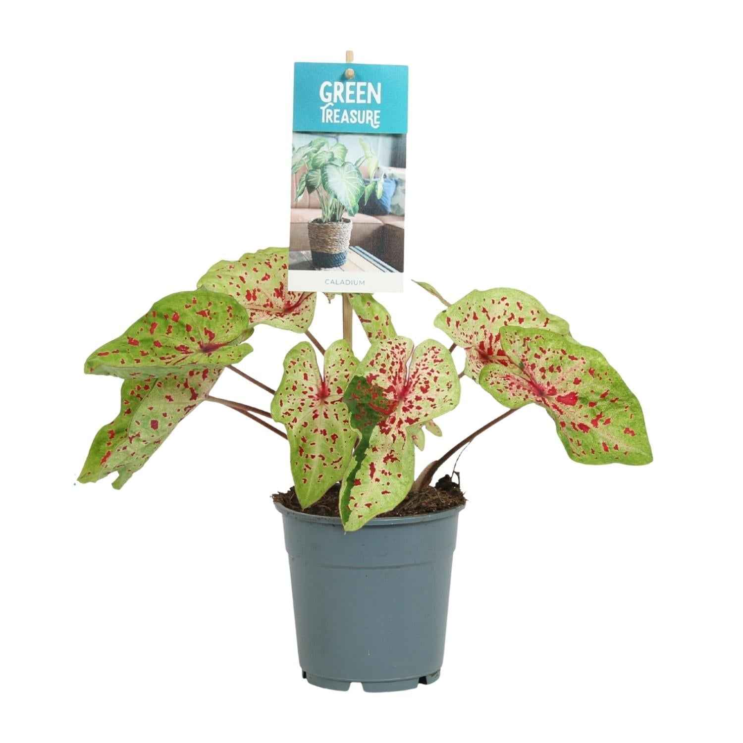 Image of Caladium Miss Muffet – Engelsflügel Zimmerpflanze – Ø12cm – ca. 25cm hoch – dekorative tropische Blattschmuckpflanze für Zuhause & Büro