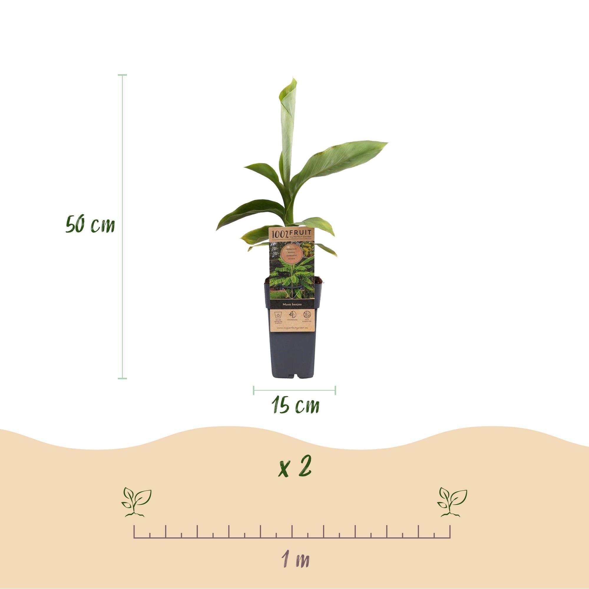 Image of Japanische Faserbanane – Musa basjoo – Winterhart – 2 Pflanzen – Ø15cm – Höhe ca. 50cm – Tropische Optik & essbare Früchte – Pflegeleicht-3