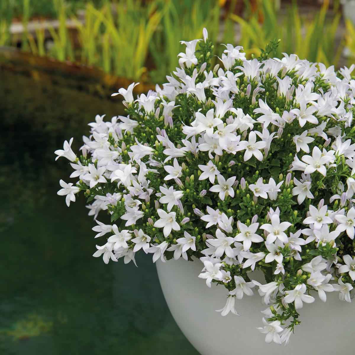 Image of Campanula Addenda weiß 12cm – winterharte mehrjährige Glockenblume – Wuchshöhe ca.20-30cm – pflegeleicht-3