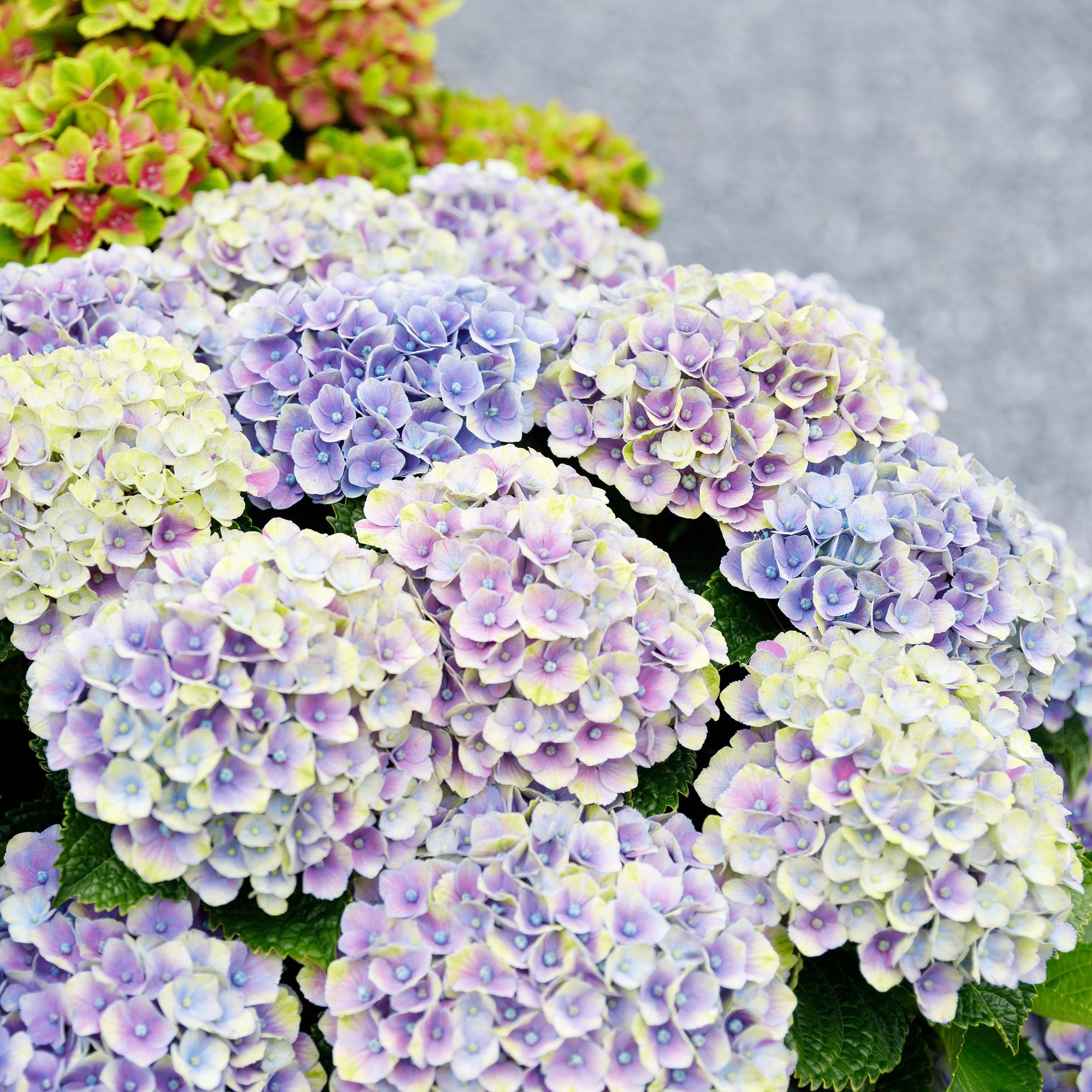 Image of Hortensie Magical Jewel Blue – Hydrangea macrophylla – Blau – Balkonpflanze – 23cm Ca. 55cm hoch – 6-10 Blüten – Für Balkon, Terrasse & Beet-4