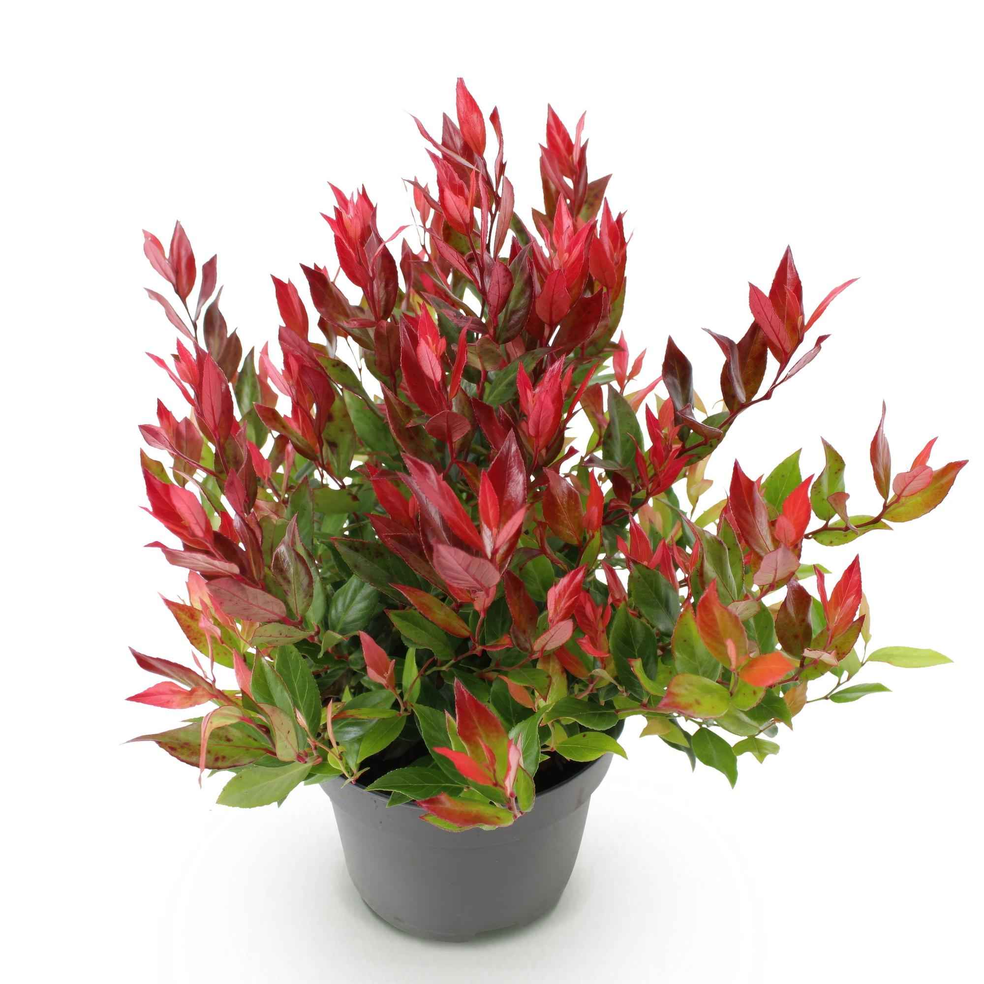 Image of Traubenheide Leucothoe Little Flame – 17cm Höhe ca.40cm – Immergrün & farbwechselnd – Rotes Herbstlaub – Pflegeleichter dekorativer Zierstrauch