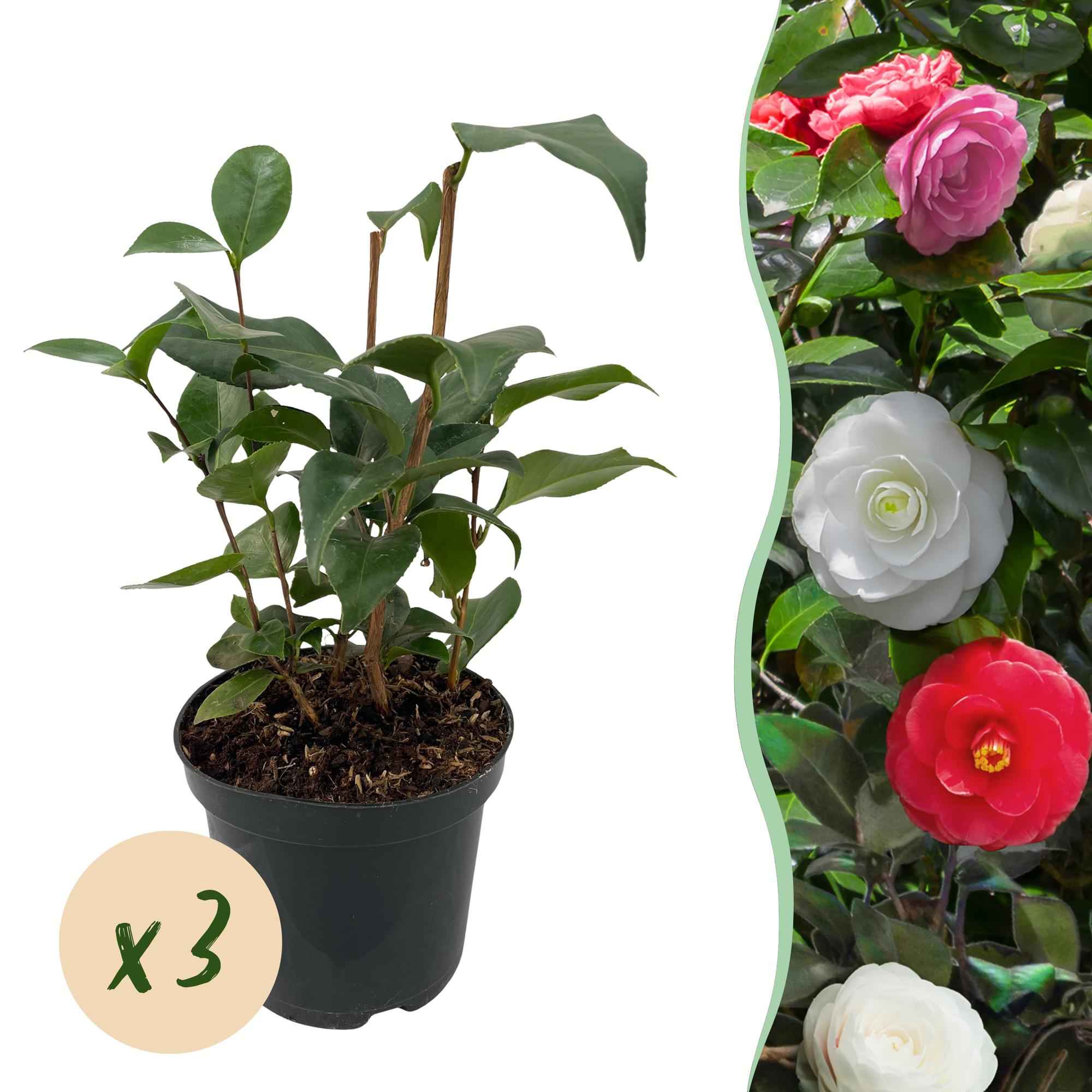 Image of Kamelie Camellia japonica Tricolour – Strauch – Winterhart – Blüte Rosa, Weiß & Rot – 3 Pflanzen – Immergrün – 15cm Höhe 30cm-1